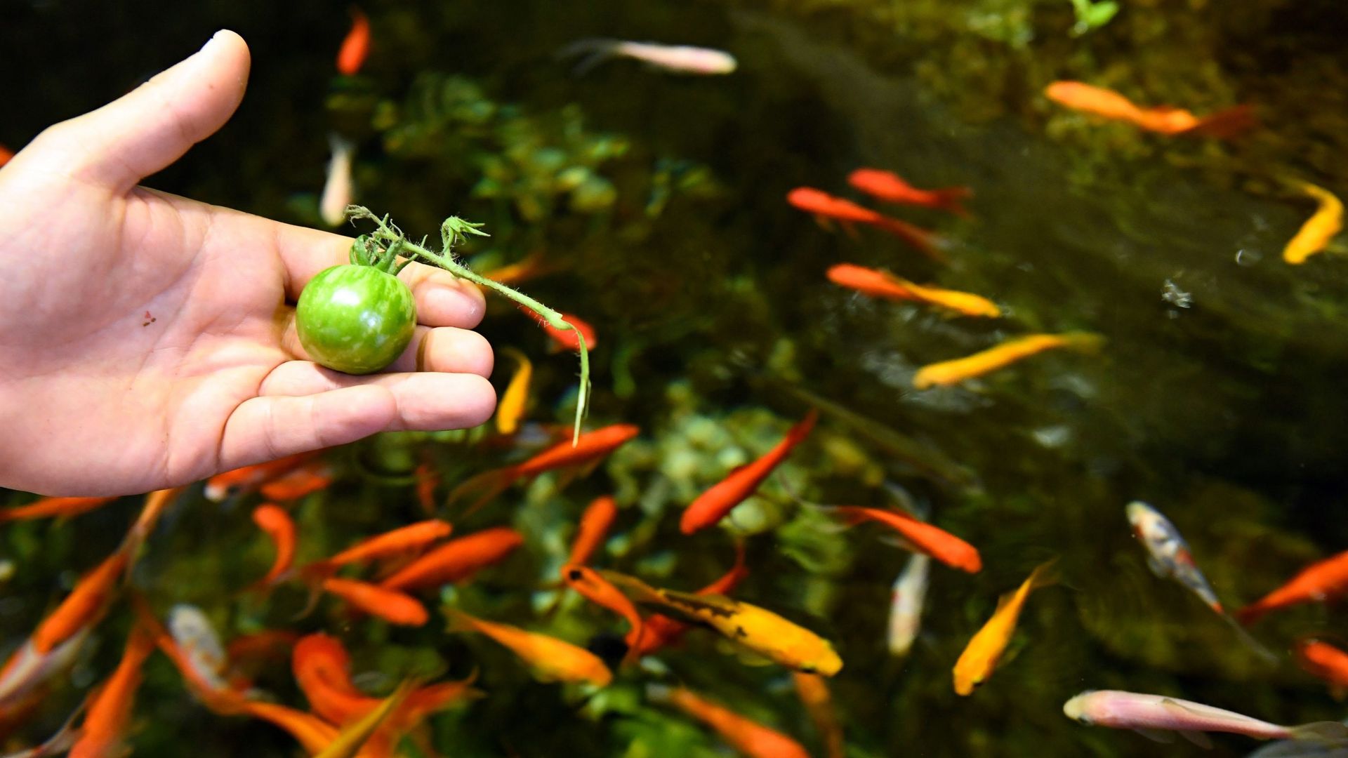 À l'Aquarium de Paris, les poissons font pousser des légumes