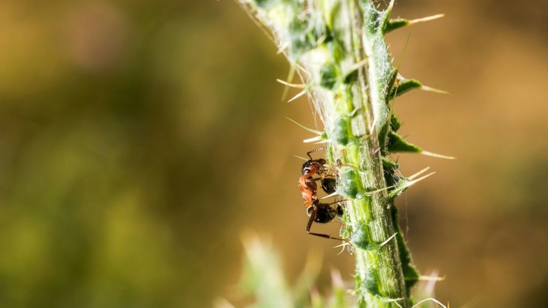 La "fourmi électrique", une espèce envahissante dangereuse, détectée pour la première fois en France.