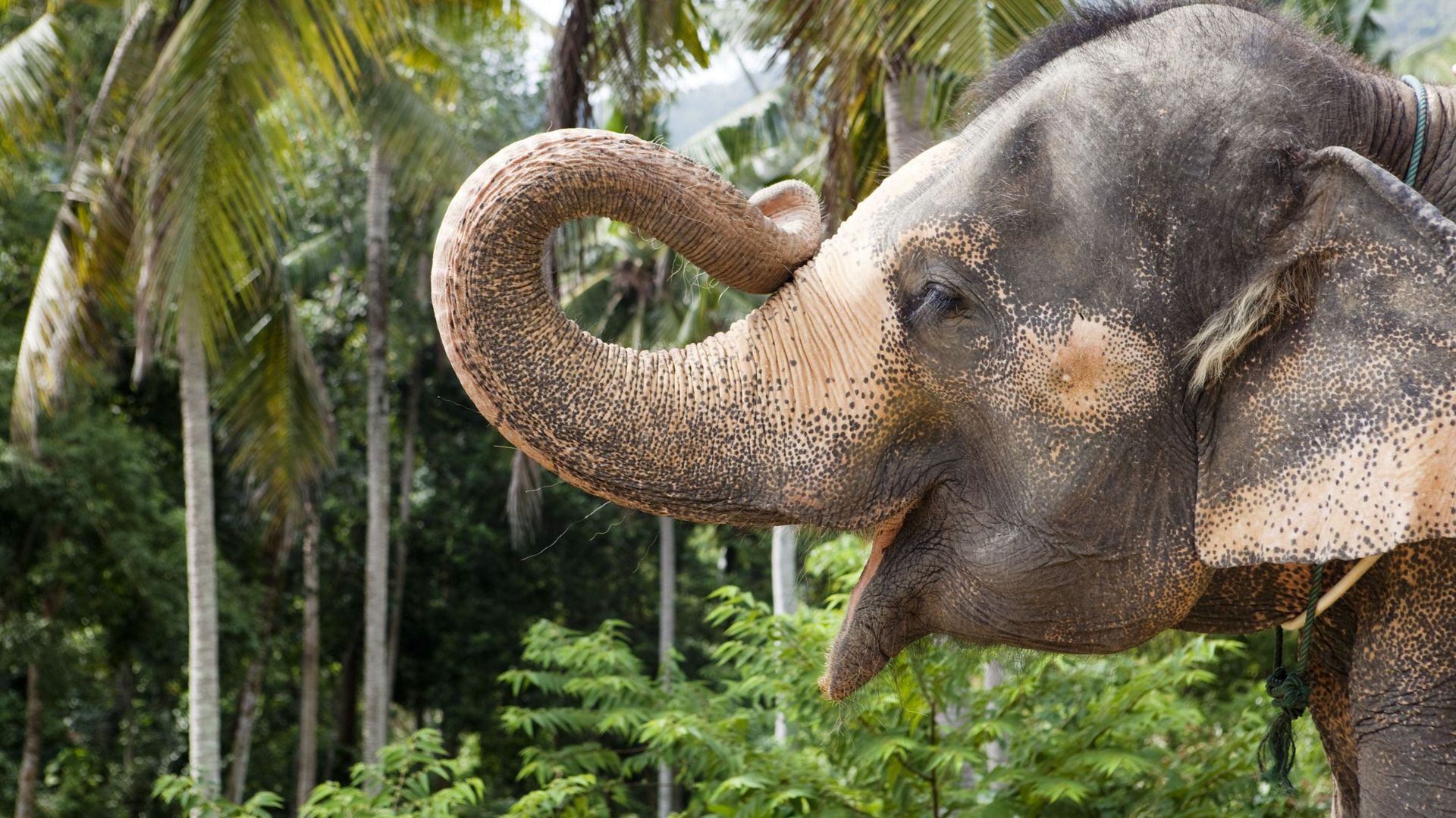 Eléphant d’Asie dans la jungle thaïlandaise (illustration)