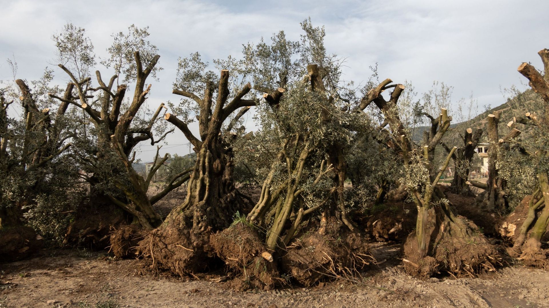 Les oliviers sont arrachés sans qu’un cernage préalable des racines ait été effectué les années précédentes afin de favoriser le développement de radicelles près du tronc. La faible densité de racines actives dans la motte compromet une bonne reprise.