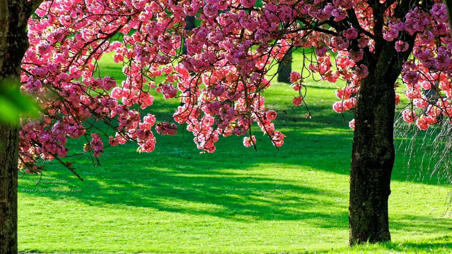 Cerisier du japon en fleurs