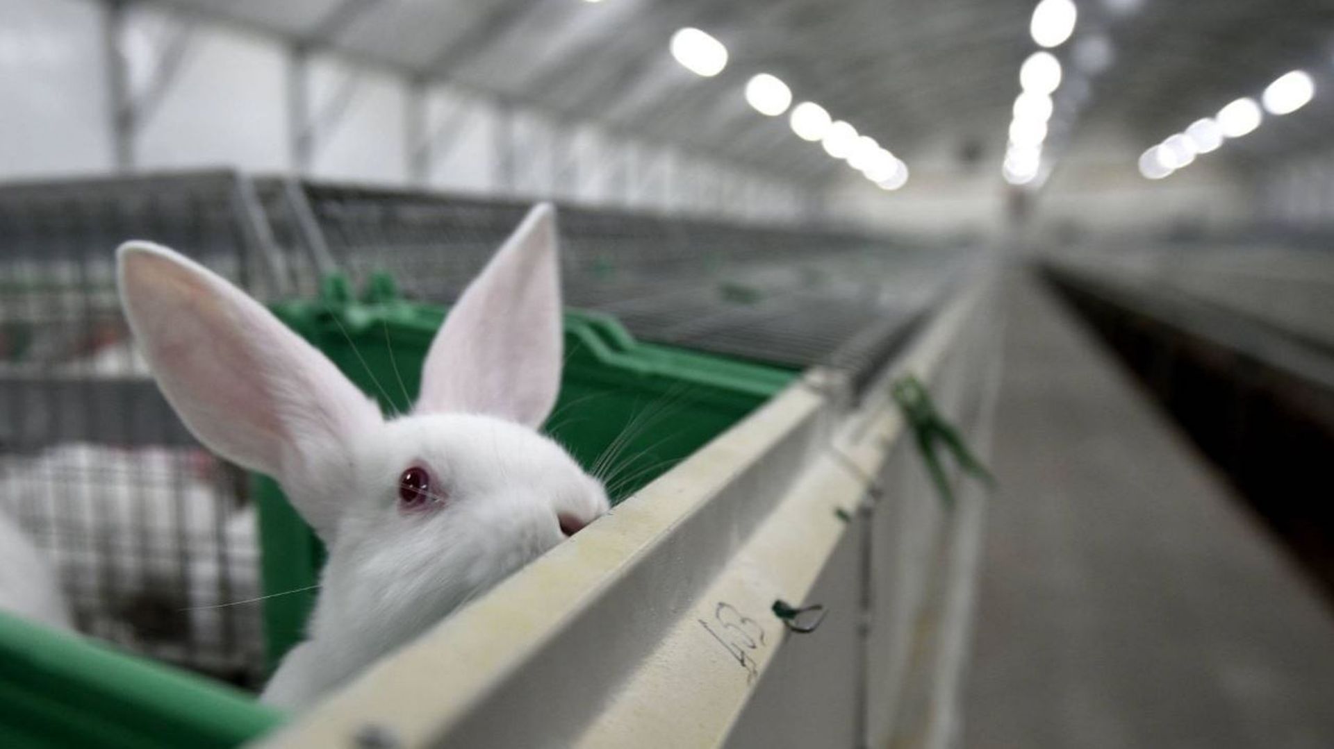 Démographie: les Polonais invités à prendre exemple sur les lapins