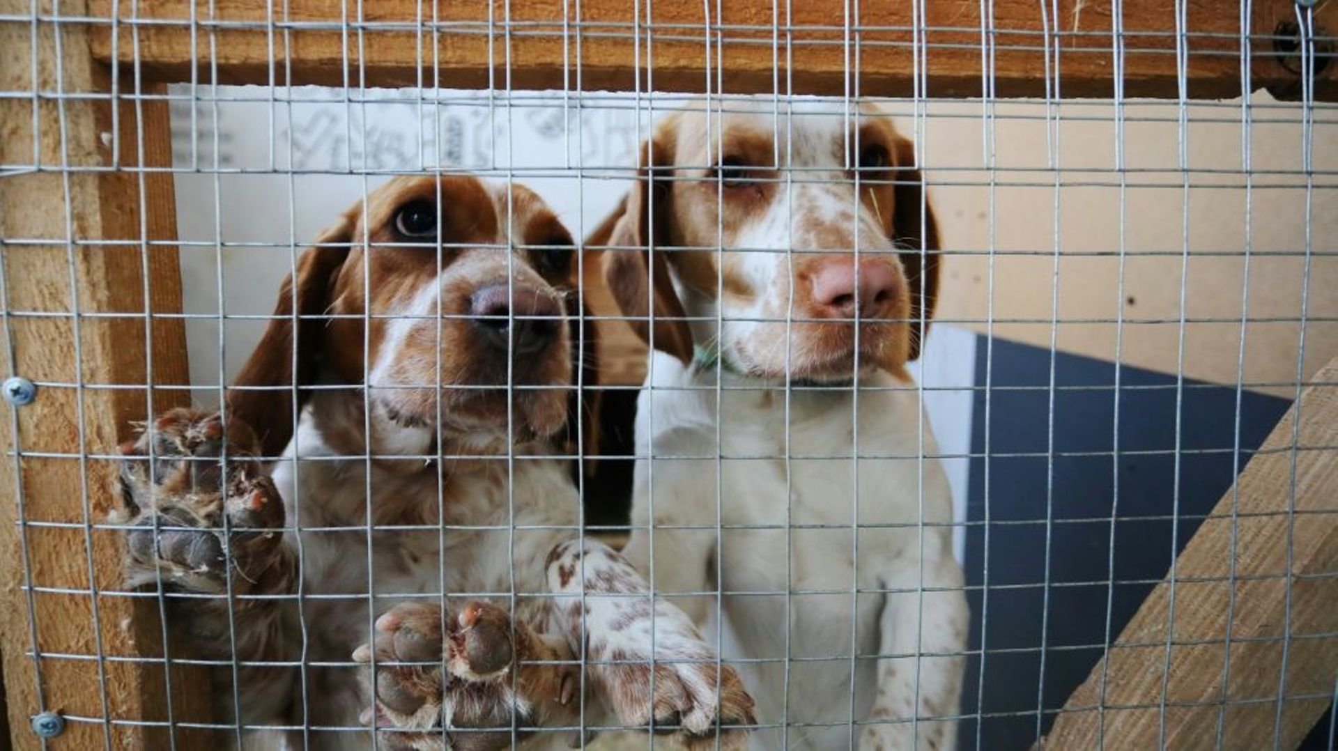 Des chiens dans une cage d'un refuge pour animaux à Lviv, le 26 mars 2022 en Ukraine