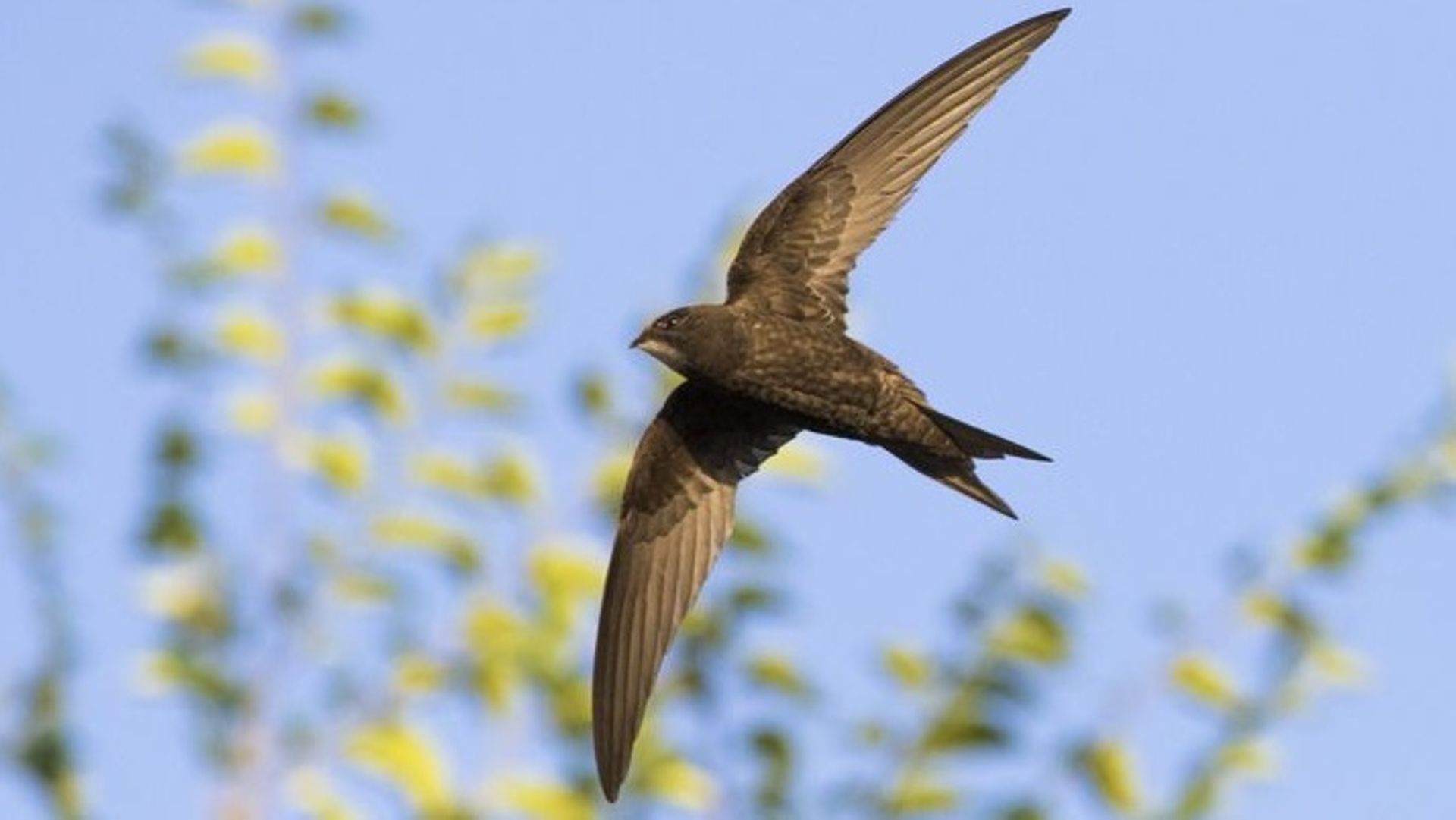 common swift in flight