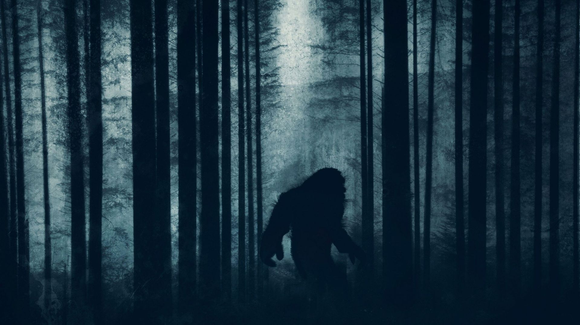 Le Bigfoot (appelé aussi Sasquatch) hanterait les gigantesques forêts de la Californie du nord, de l’état de Washington et de la Colombie britannique