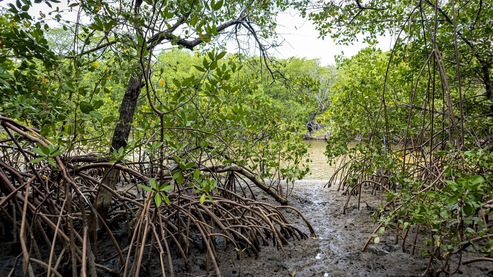 La disparition des mangroves