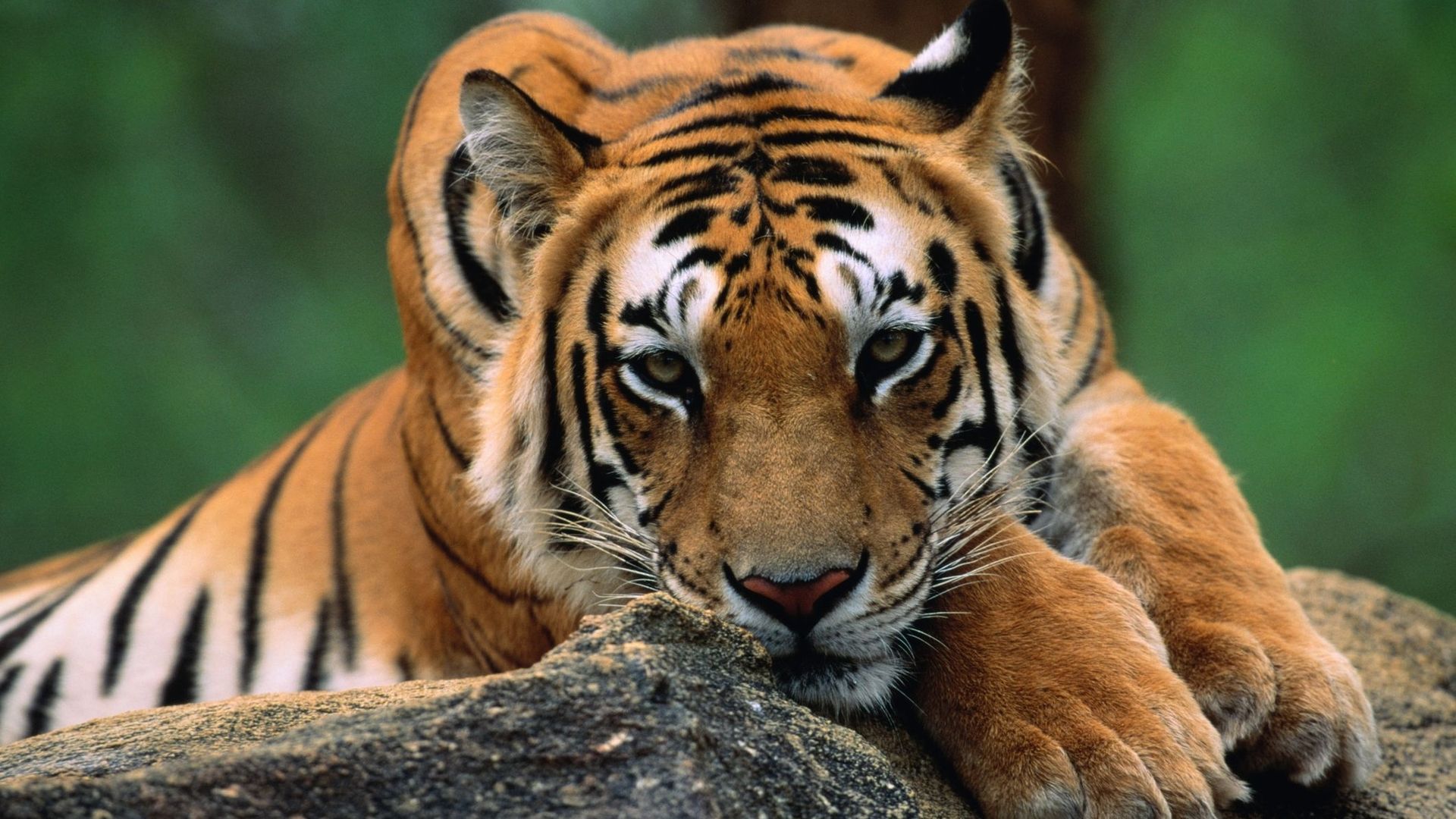 En Inde, la préservation des tigres est bénéfique au climat.