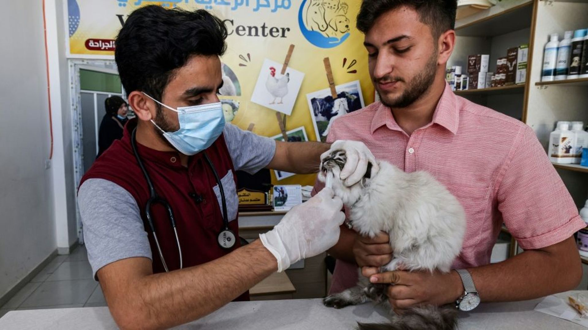 Le vétérinaire palestinien Mutassem Qaddoura examine un chat dans sa clinique à Gaza, le 24 mai 2021