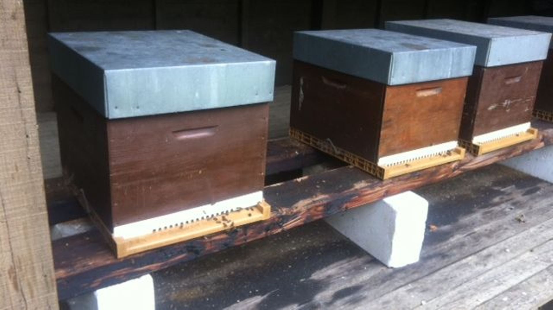 250 apiculteurs élèvent cette race, principalement dans la région de Chimay, mais pas seulement