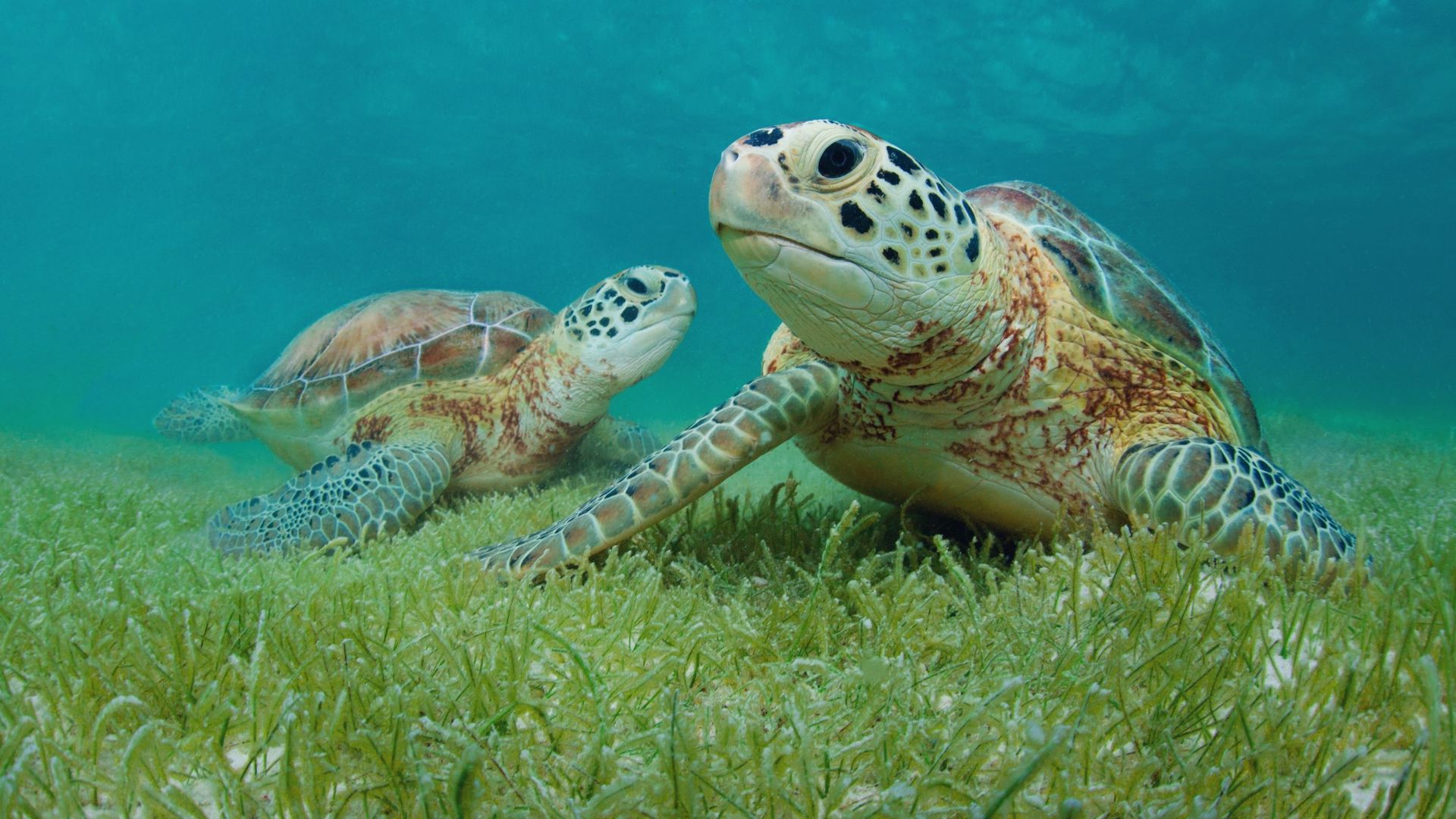 Deux tortues de mer foulent les herbes marines de la côte d’Akumal (Mexique).