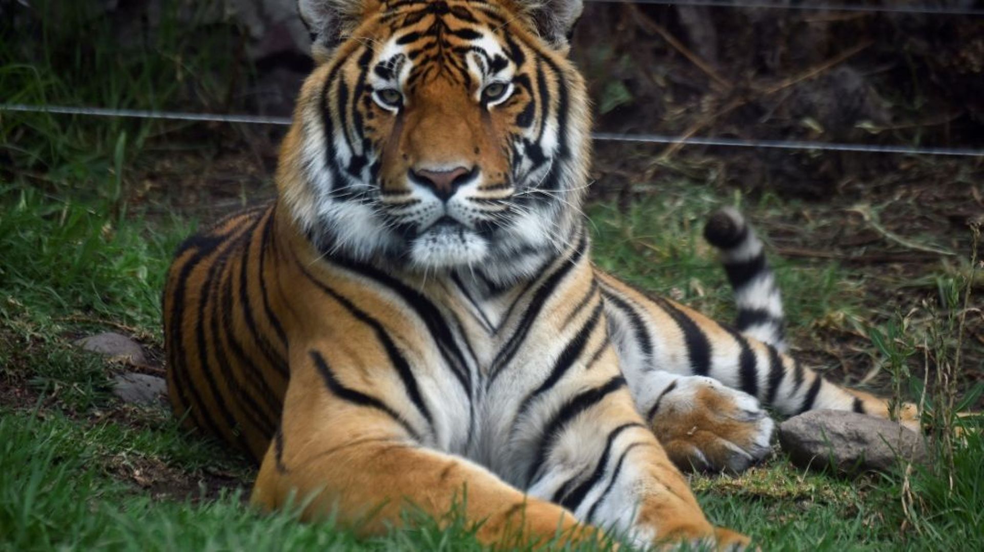 Moba, tigre du Bengale, au foyer d’animaux sauvages Reino Animal d’Otumba, au Mexique, le 25 mai 2022