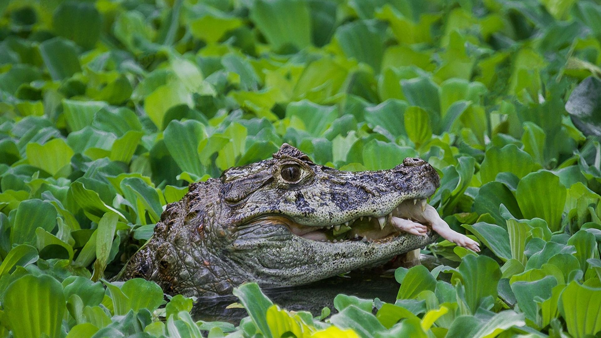 Crocodile du Brésil.