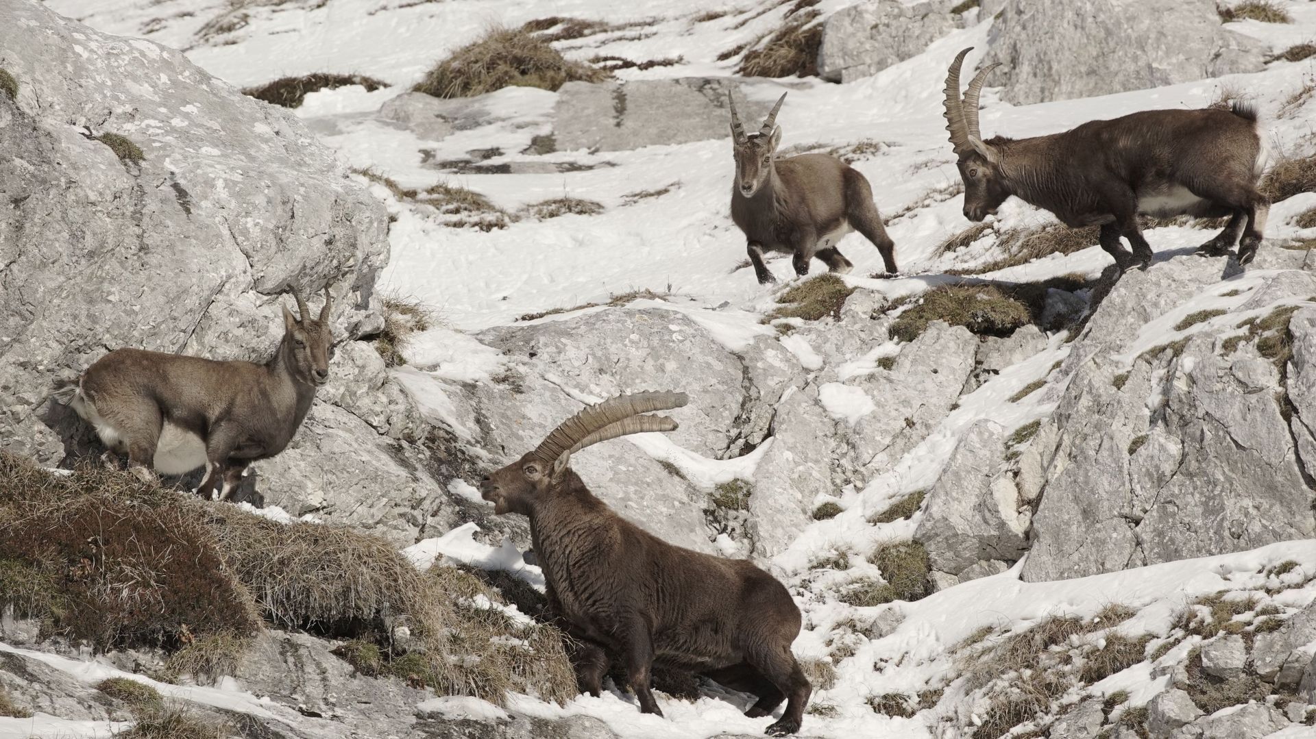 Des bouquetins dans la neige