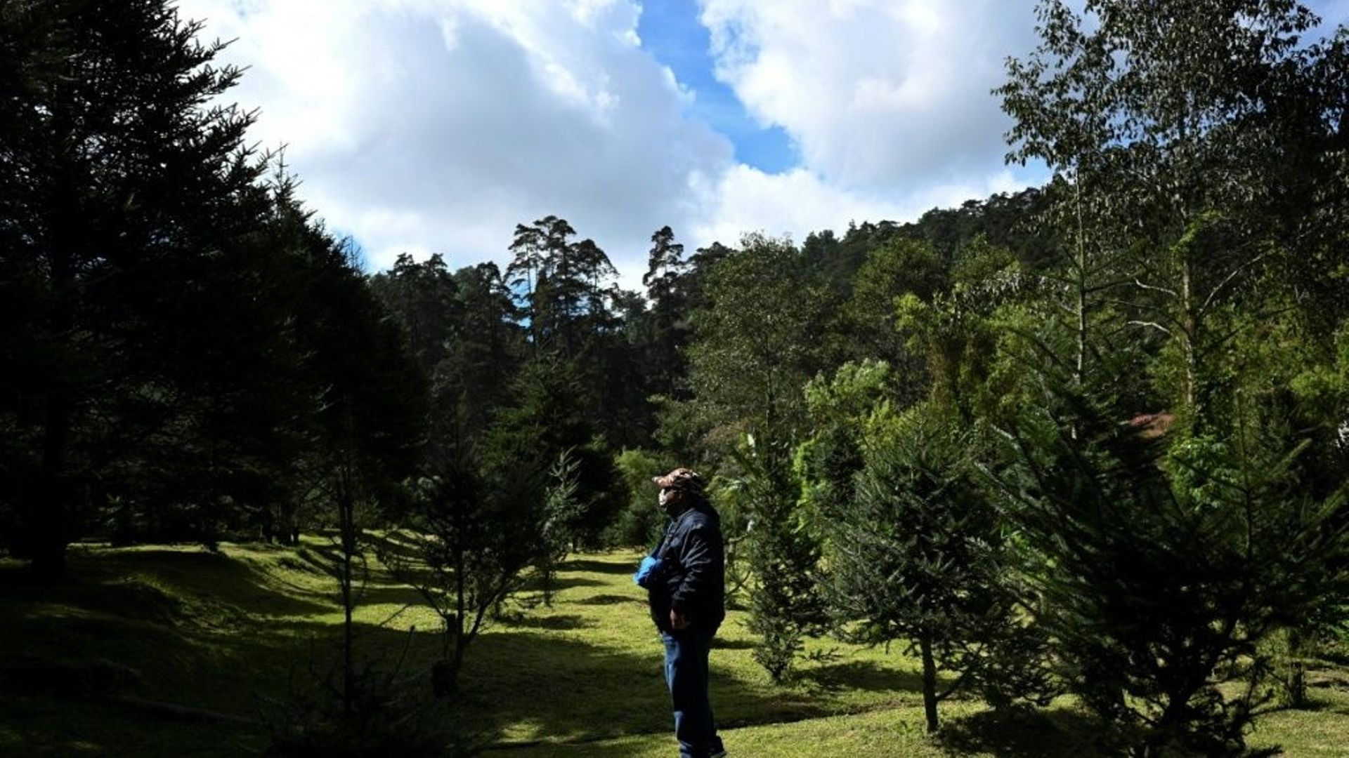 Un homme observe une plantation de pinabetes dans une ferme à Tecpan, au Guatemala, le 11 novembre 2022.