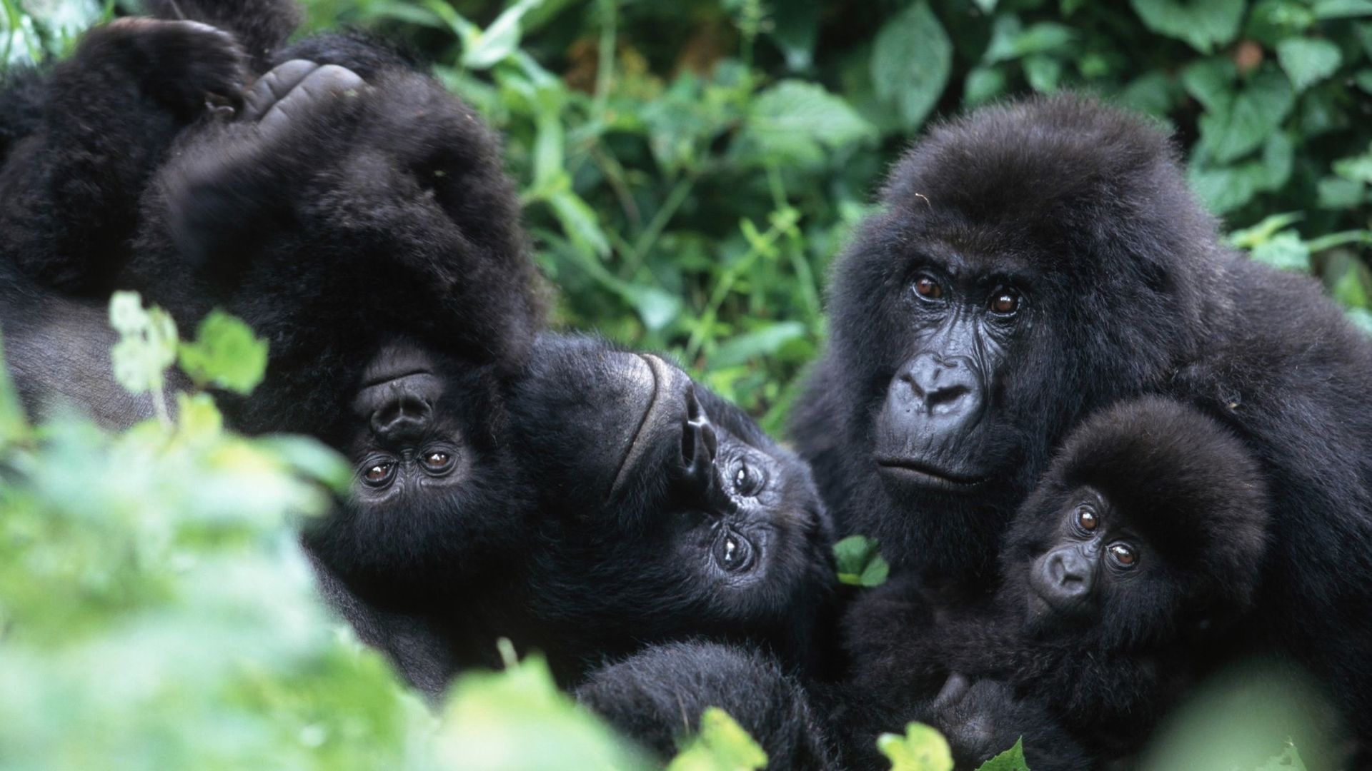 Emoi en RDC à la suite d'un reportage sur les gorilles du Rwanda.