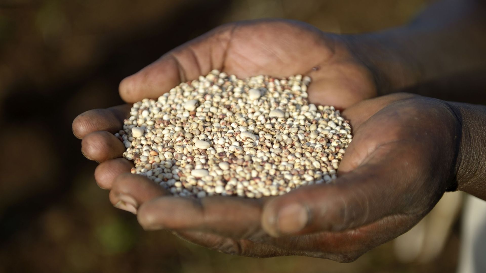 Vous connaissez le sorgho, la céréale qui pourrait remplacer le blé et le maïs ?