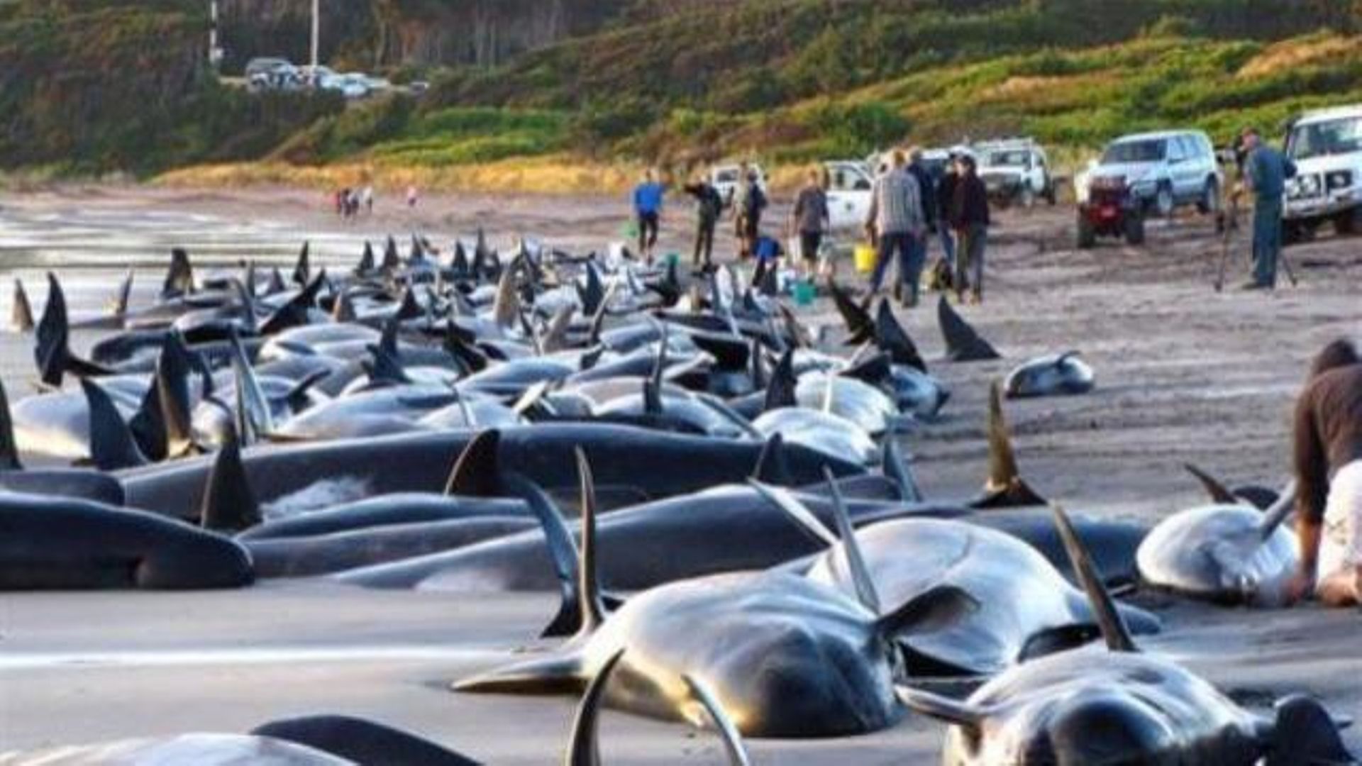 Une centaine de dauphins échoués sur une plage de Tasmanie