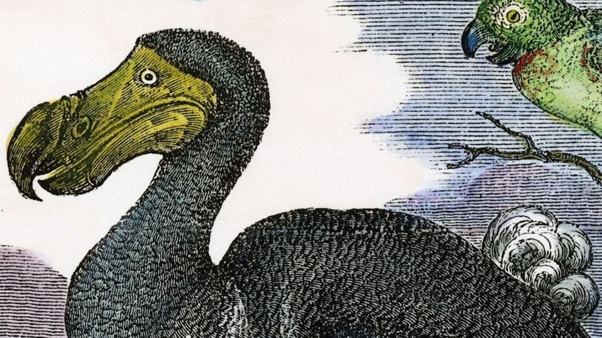 Dodo 2.0 : à quel point sommes-nous proches du retour de cet oiseau disparu ?