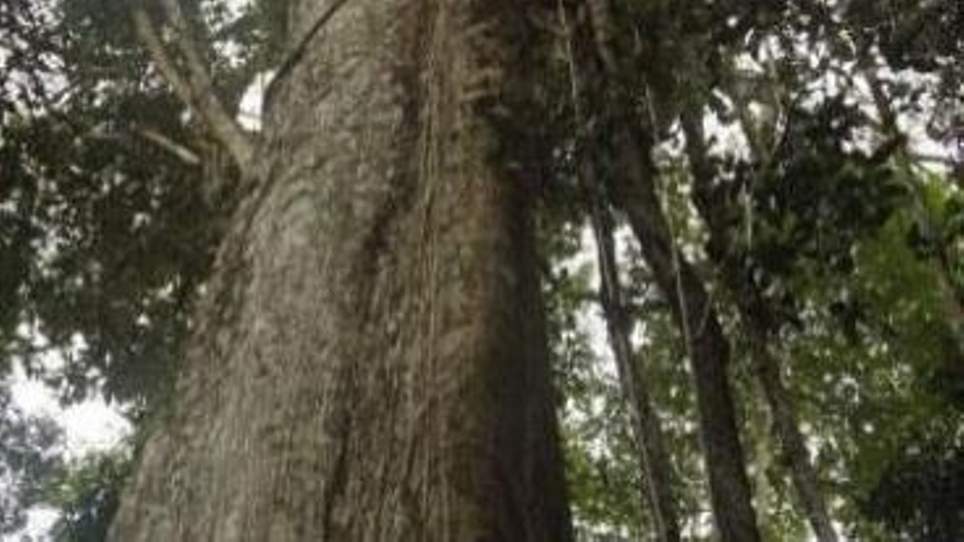 L'Equateur établit un nouveau record en matière de reforestation