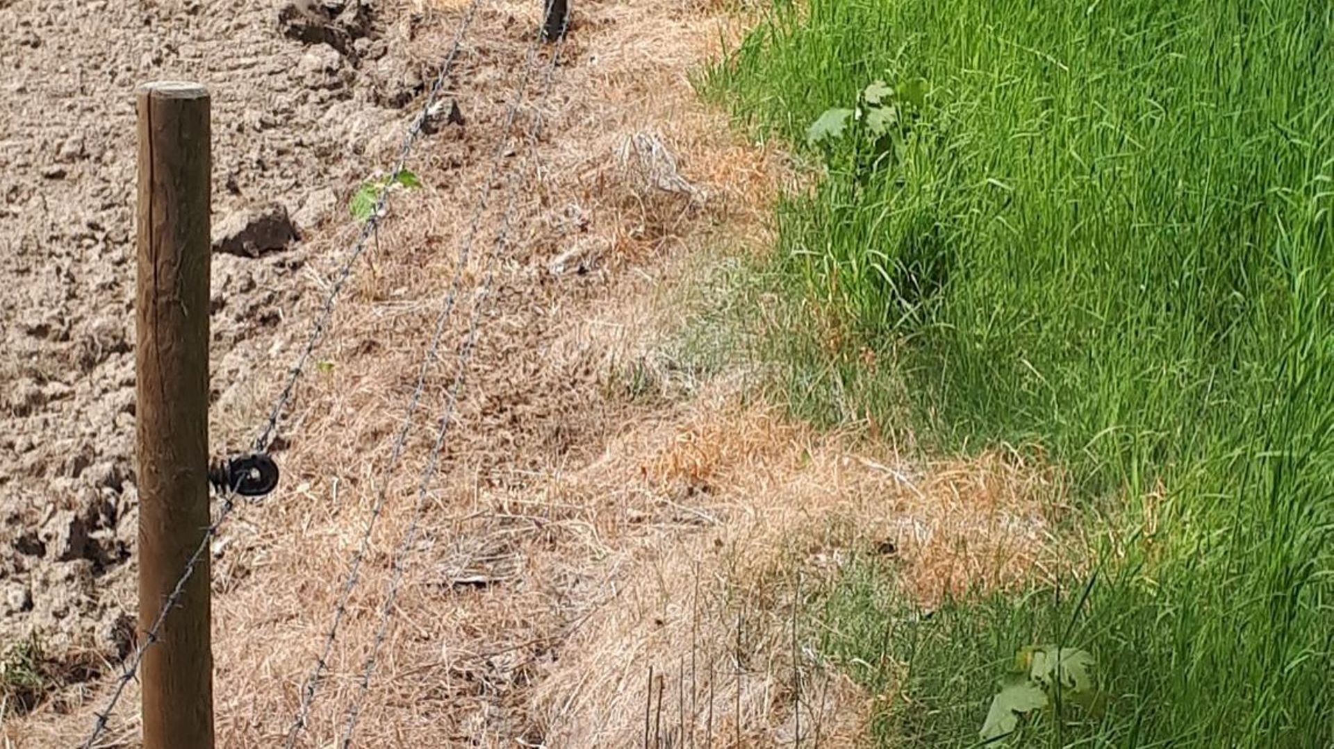 Utilisation d'herbicide le long d'une pature à Pessoux