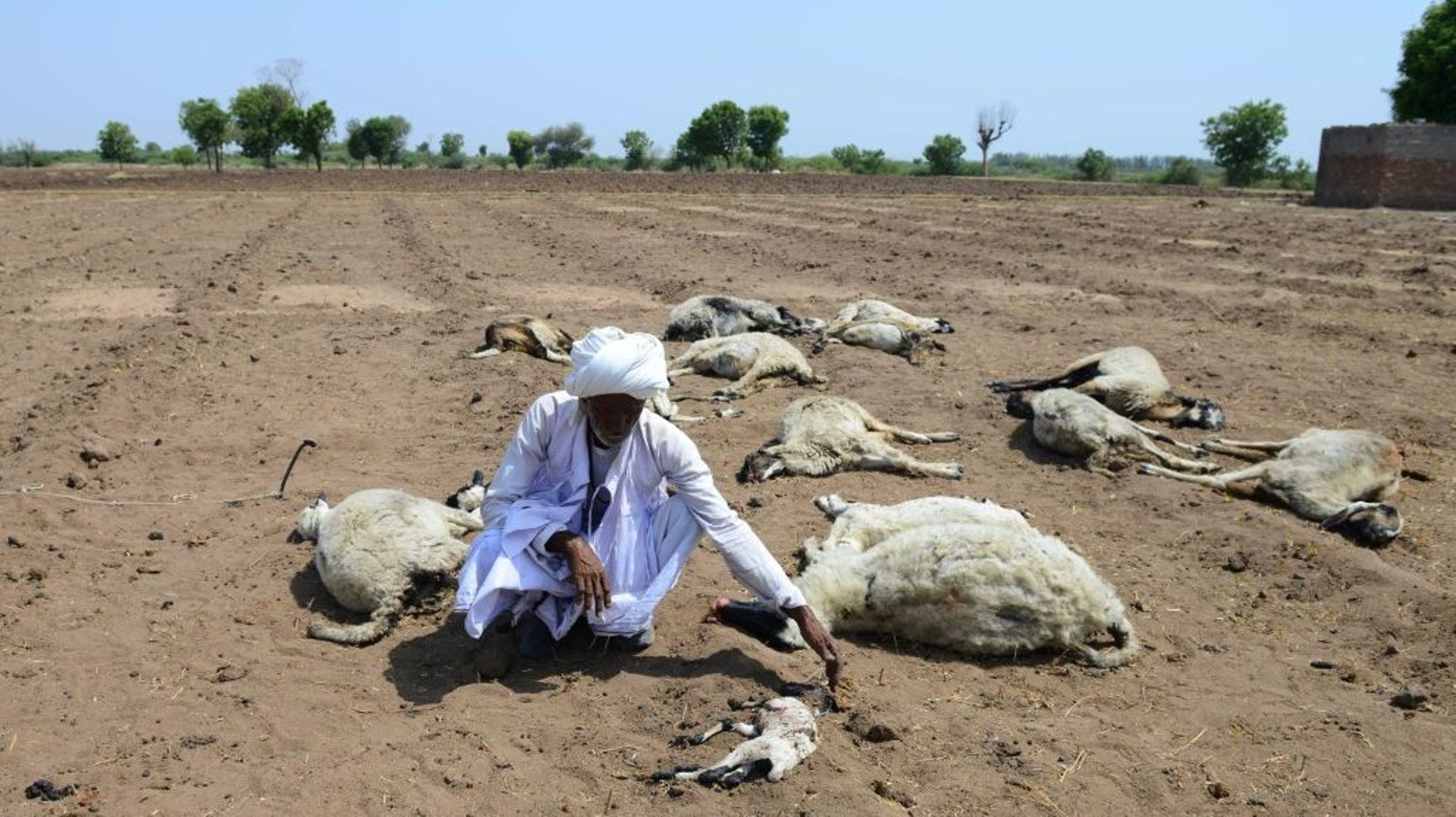 Un berger indien parmi son troupeau décimé par la vague de chaleur qui frappe le nord de l'Inde, le 4 juin 2019