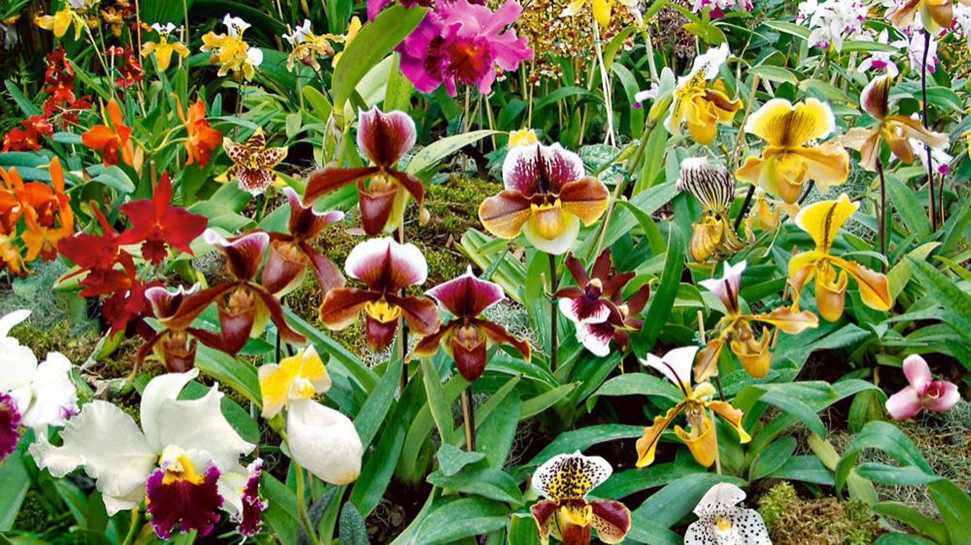 Plantez des orchidées froides dans votre jardin grâce à Phytésia. 