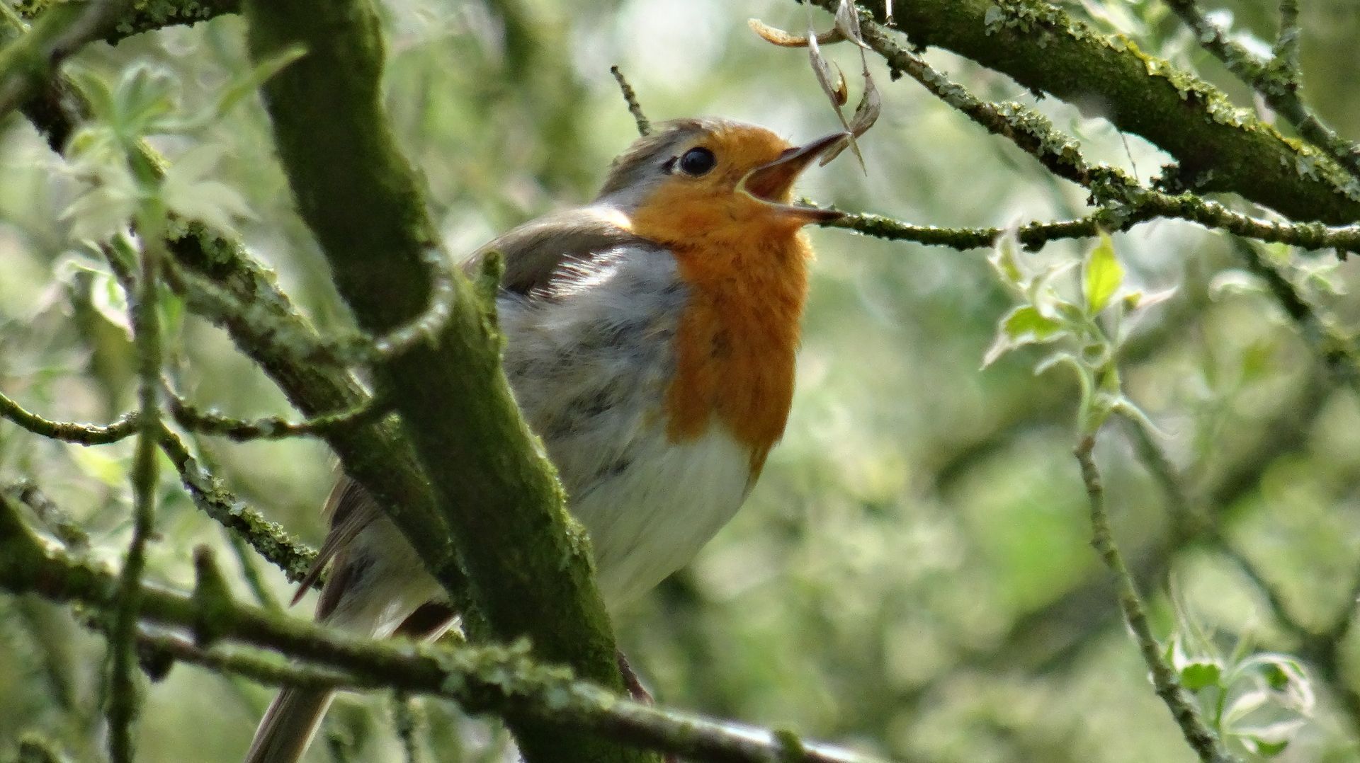 Le printemps et les oiseaux