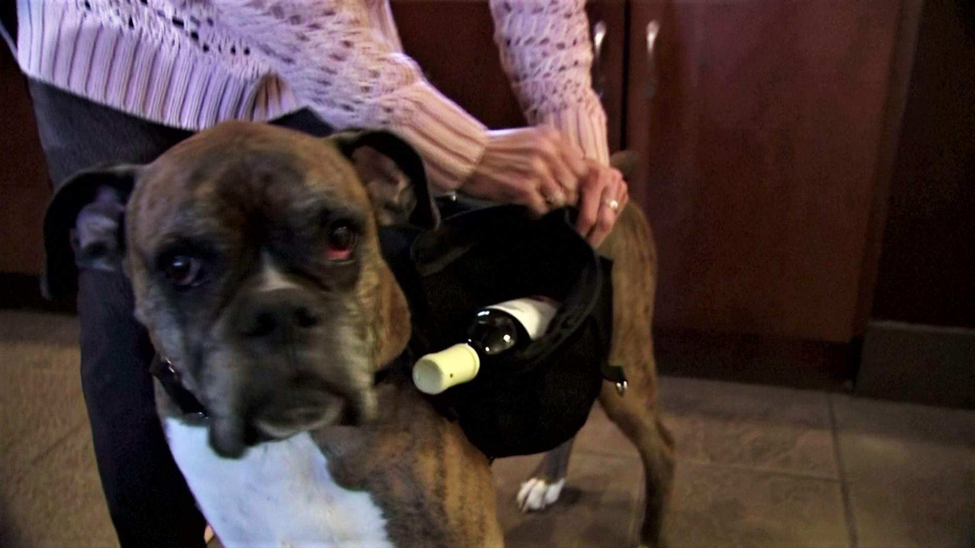Soda, le chien porteur de vin à la "Stone House Urban Winery" dans le Maryland aux Etats-Unis. Une solution trouvée par les propriétaires afin de continuer à vendre tout en respectant les mesures de distance sociale entre les humains.