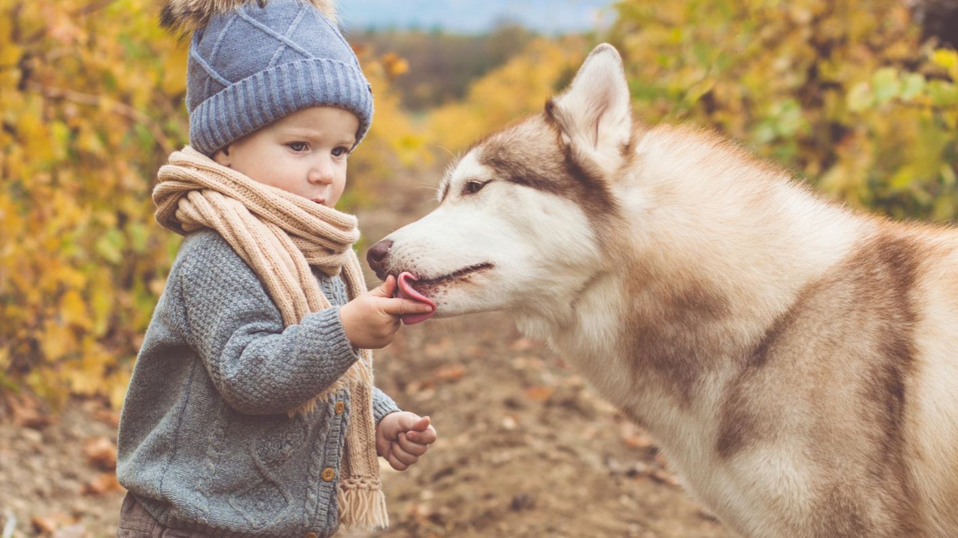 Les enfants dont les mères ont été quotidiennement en contact avec un ou plusieurs chiens pendant leur grossesse ont beaucoup moins de risques de présenter un eczéma à l'âge de 2 ans.