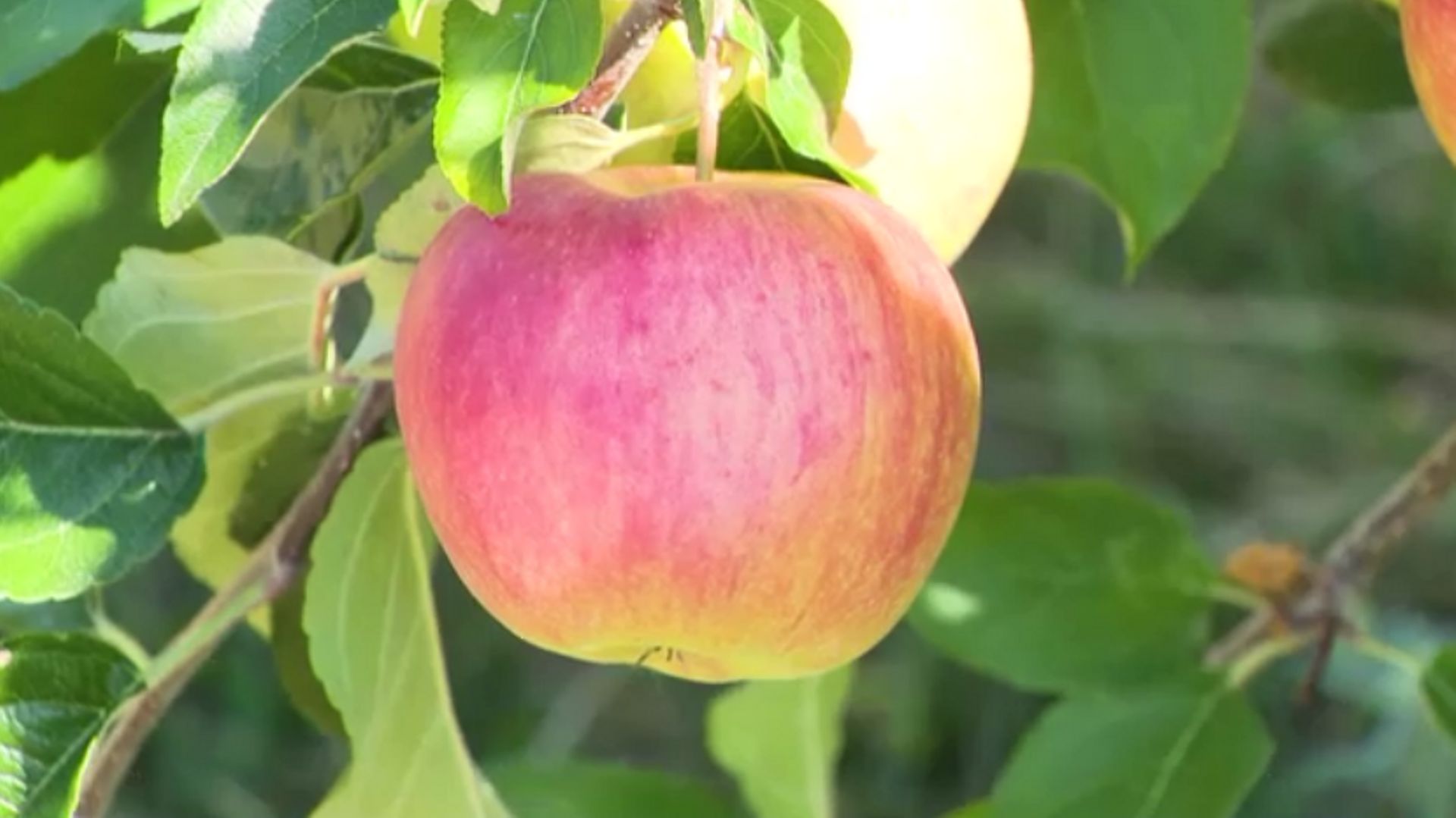 La récolte des pommes Derbarestivale aura lieu dans quelques jours.