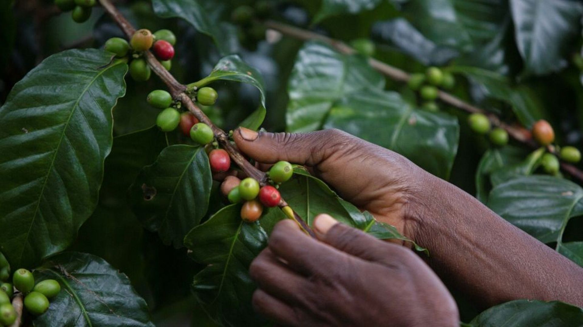 Le café a sauvé la forêt tropicale, à Gorongosa le 20 mai 2022