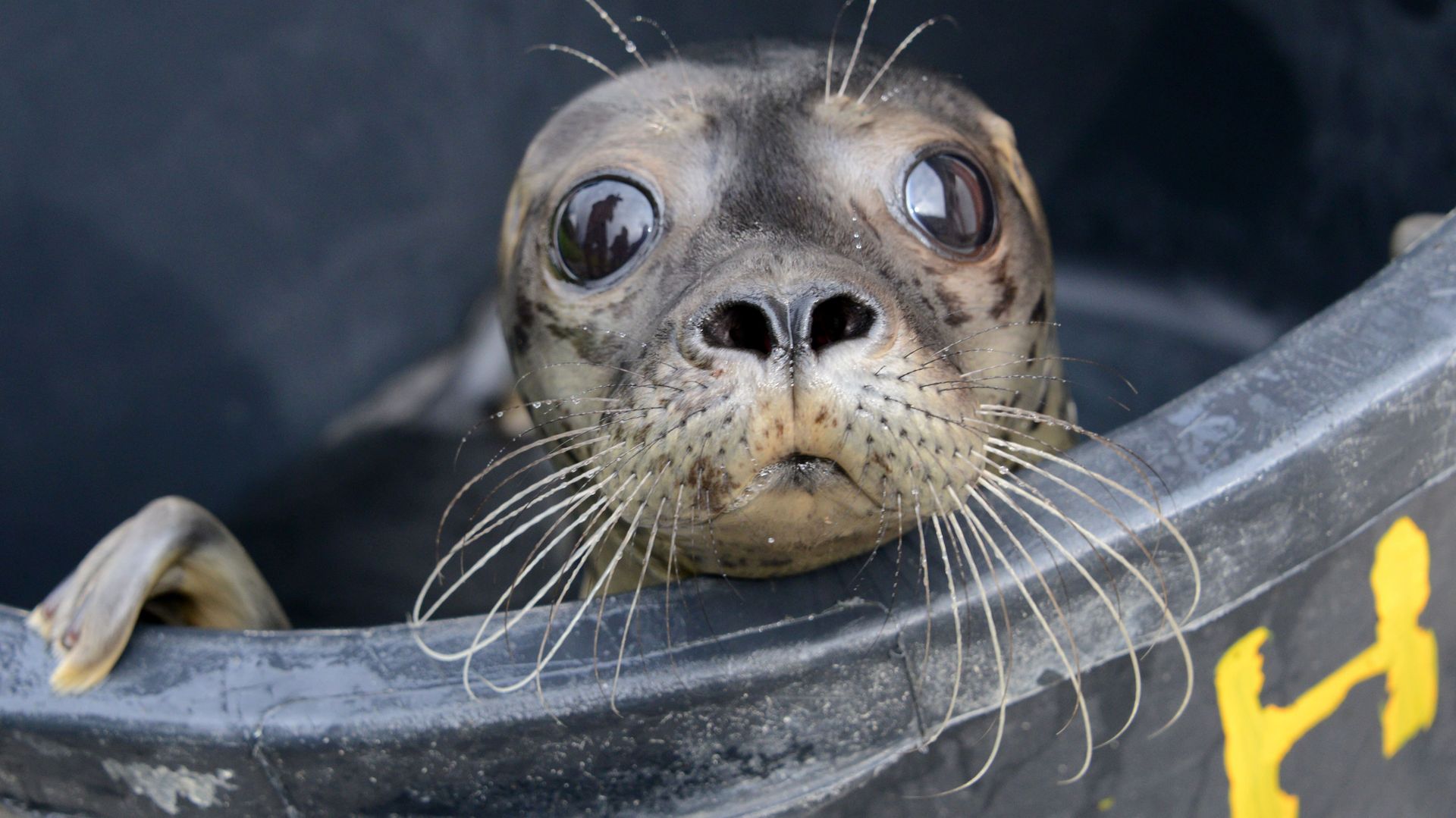 Blankenberge Le Sea Life Recueille Le Premier Bebe Phoque De L Ete Rtbf Be