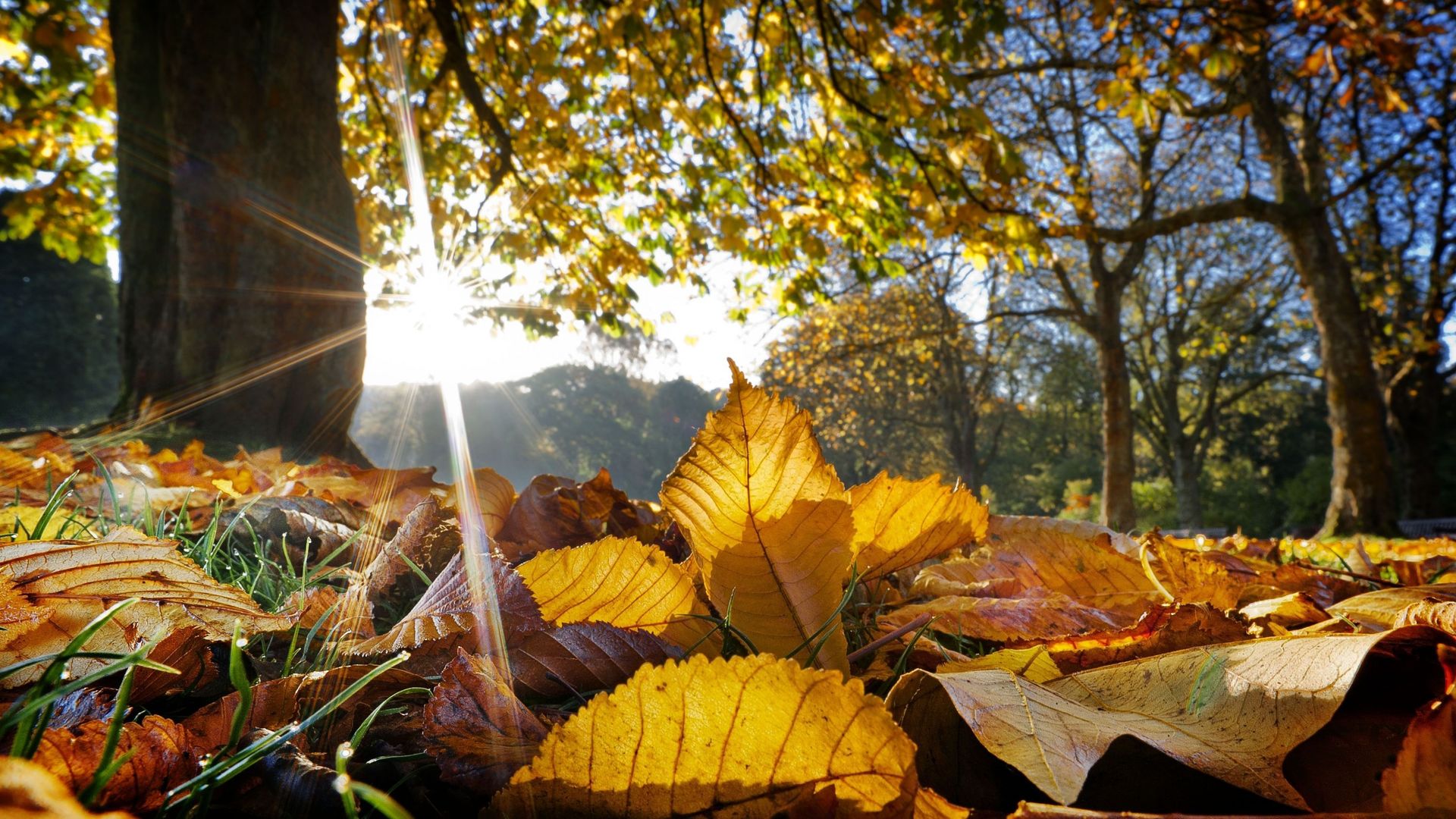 Des gestes simples aux grandes sorties : accueillir toute la biodiversité de l’automne