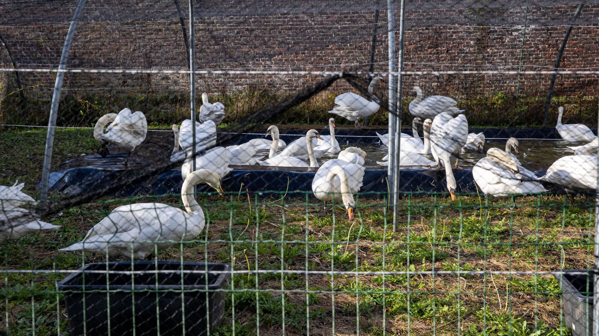 La Flandre occidentale en zone de surveillance après un cas de grippe aviaire H5 en France