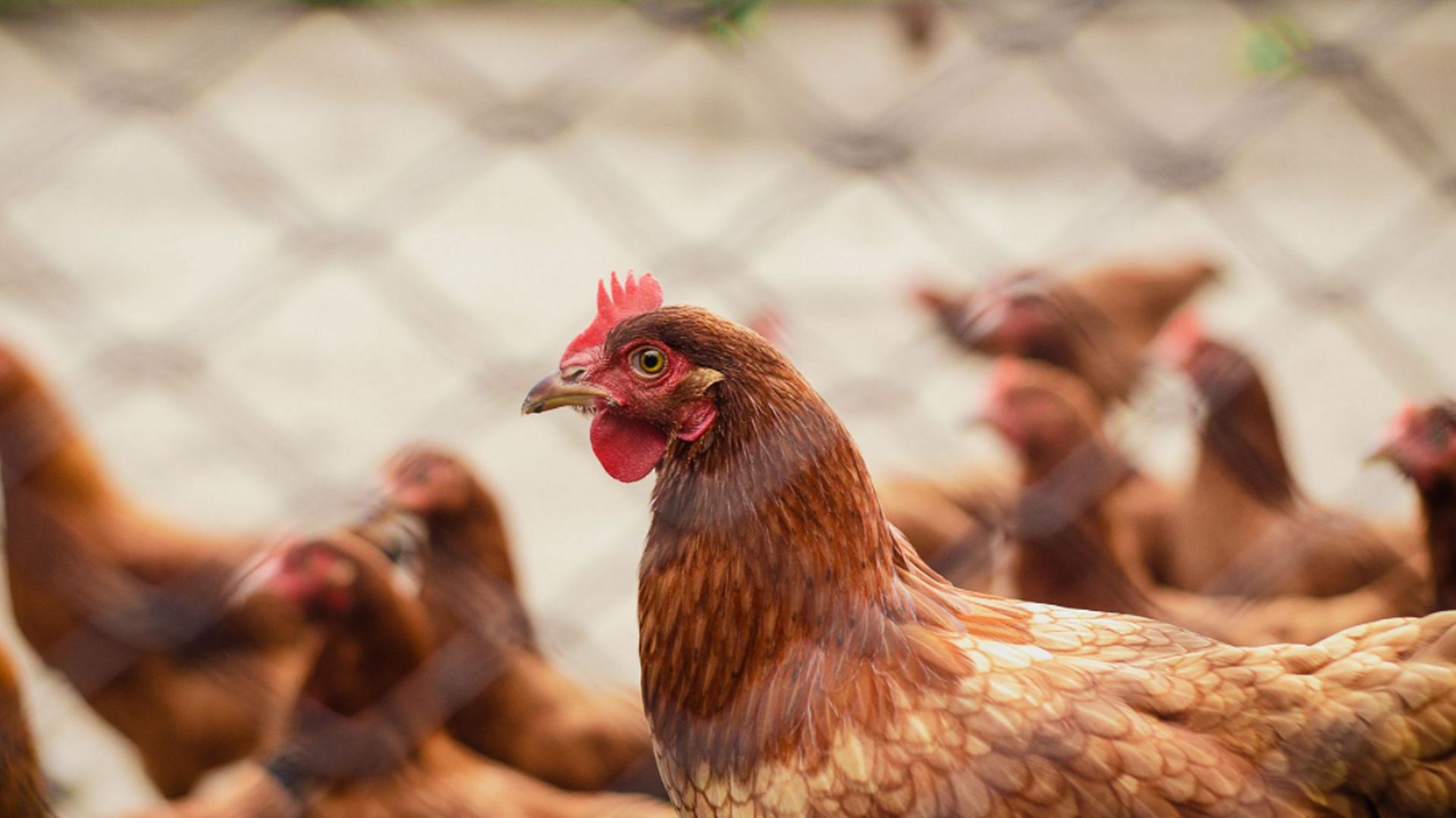 Grippe aviaire de type H5N8  chez un détenteur d'oiseaux dans  la commune de Chiny