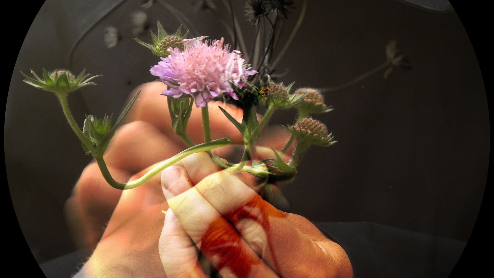 Image de la video “Meeting a flower halfway”, Eitan Efrat & Sirah Foighel Brutmann - 2021. Courtesy the artist