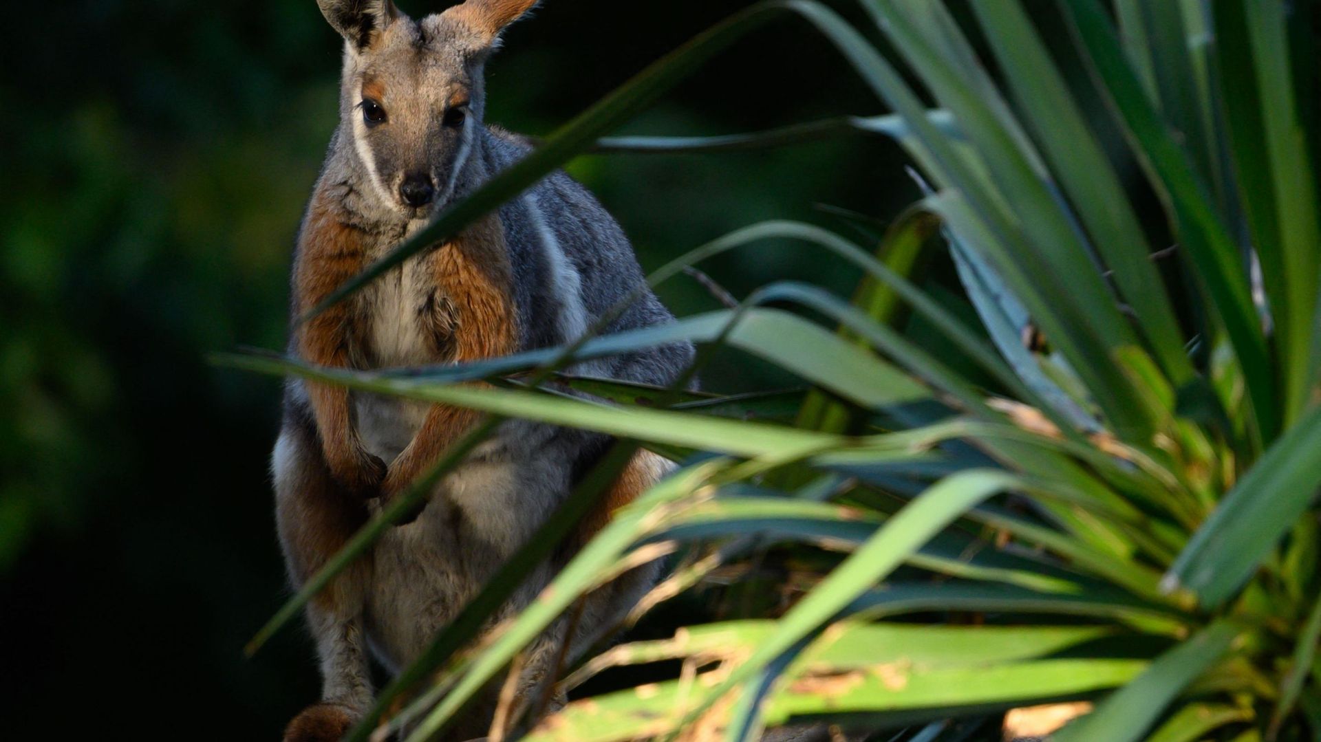 Un wallaby s'est échappé de son enclos et se promène à Waimes