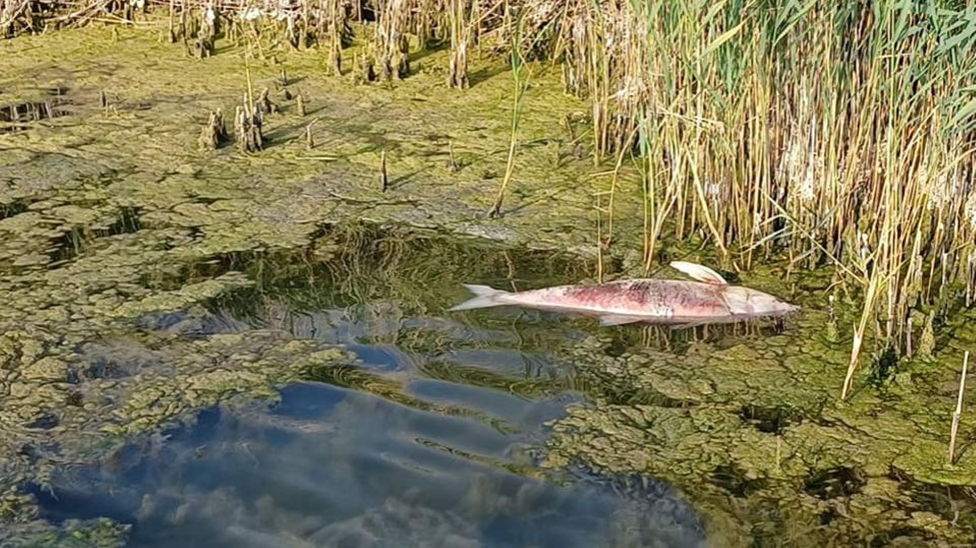 Une carcasse de poisson à la surface du lac de Velence