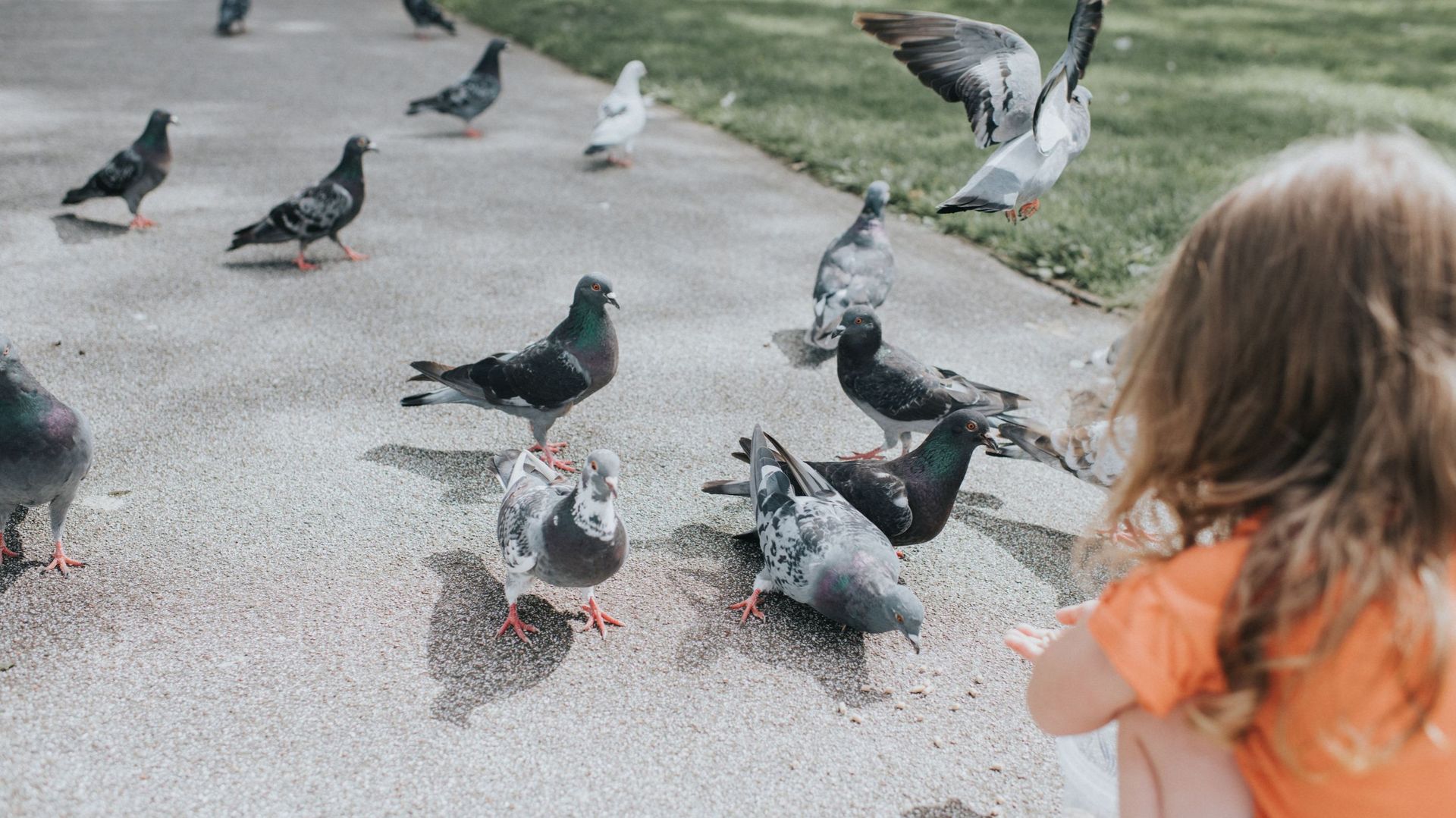 Child on a Path, hand-feeding Tame Pigeons