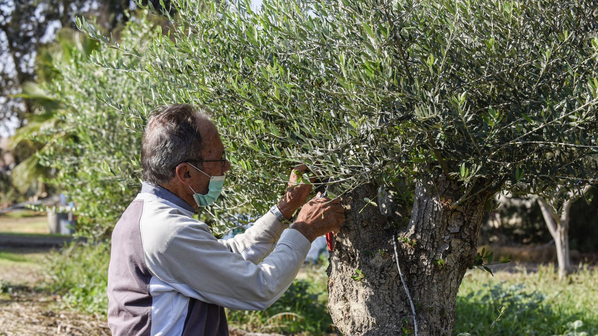 A Chypre, le changement climatique menace la culture millénaire des oliviers