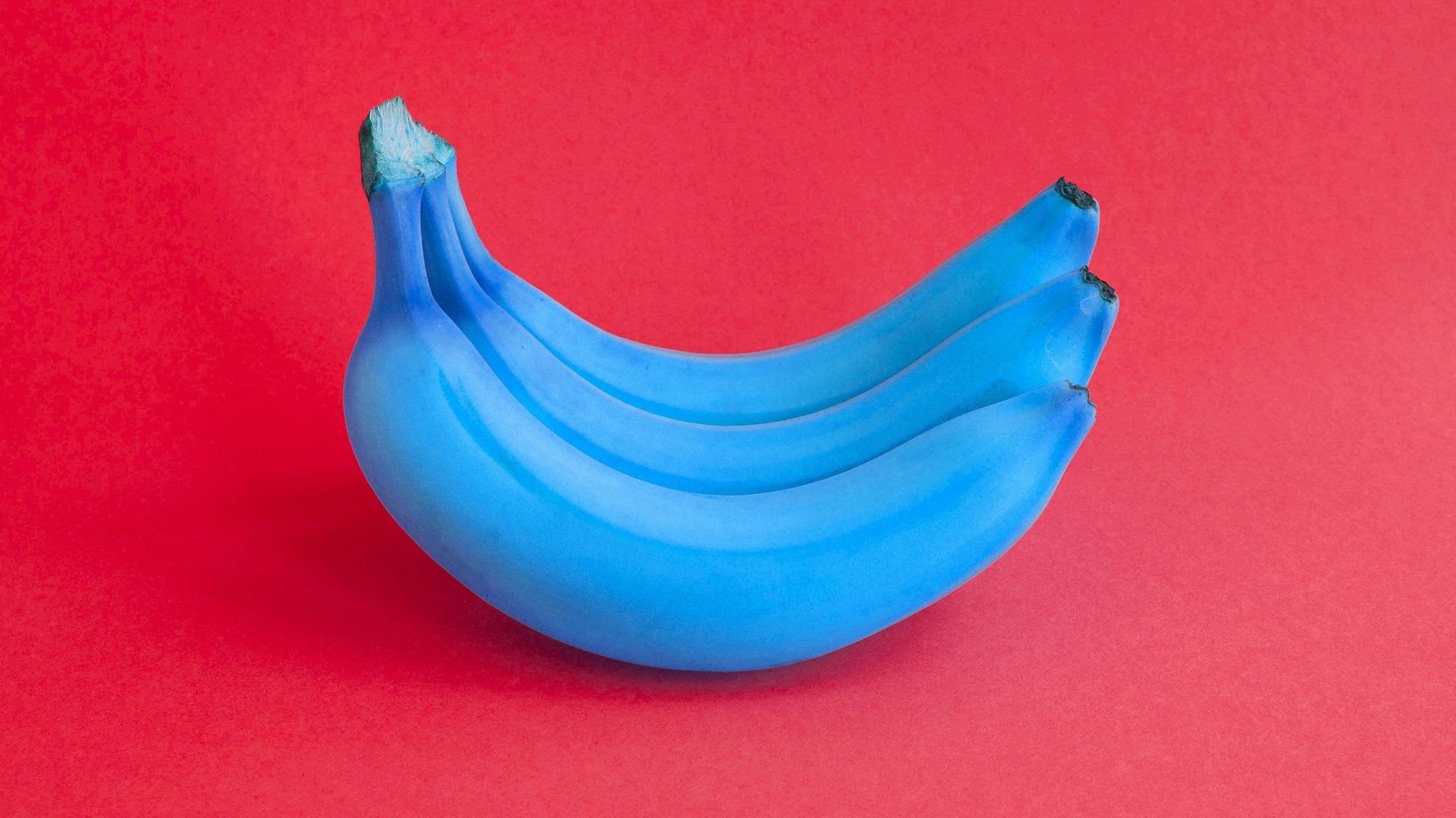 Goûtez à la banane bleue ! C'est la couleur qui alimentera notre assiette demain...