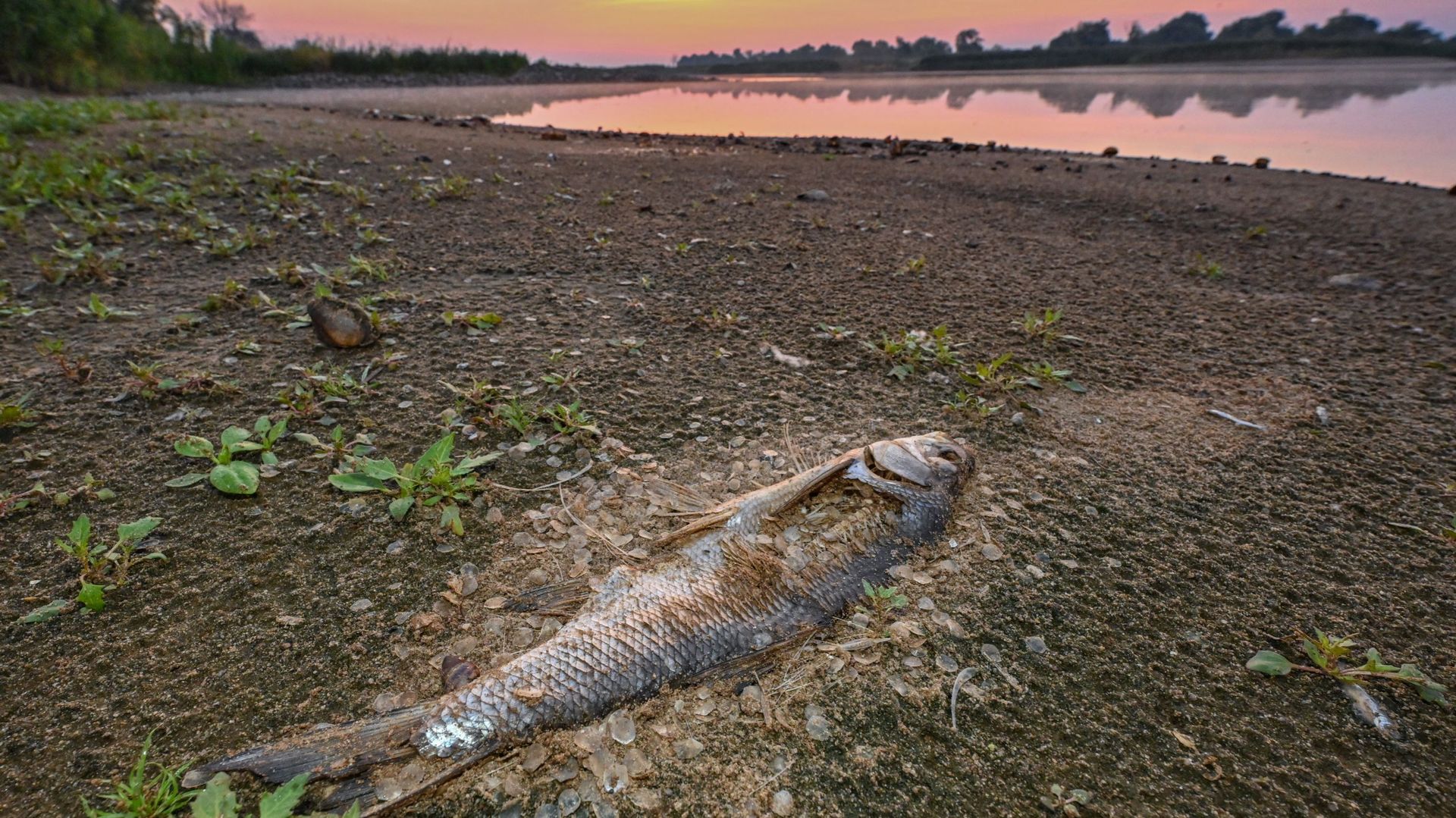 A dead fish on the bank of the German-Polish border river Oder