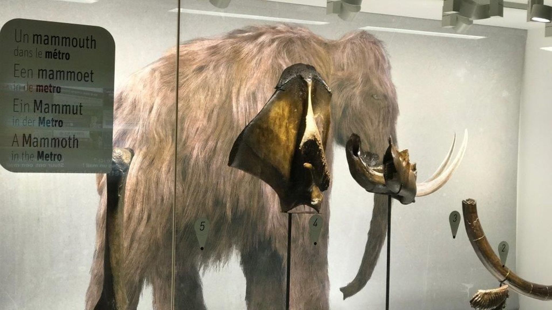 Dans ce couloir de la station Midi, une vitrine avec des moulages d’os de mammouth, des vestiges retrouvés sous la ville lors du chantier de l'extension de la gare du Midi