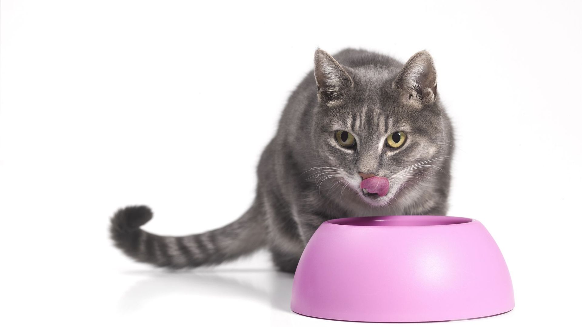 Votre chat pourra bientôt manger des en-cas à base de viande de souris fabriqué in vitro.