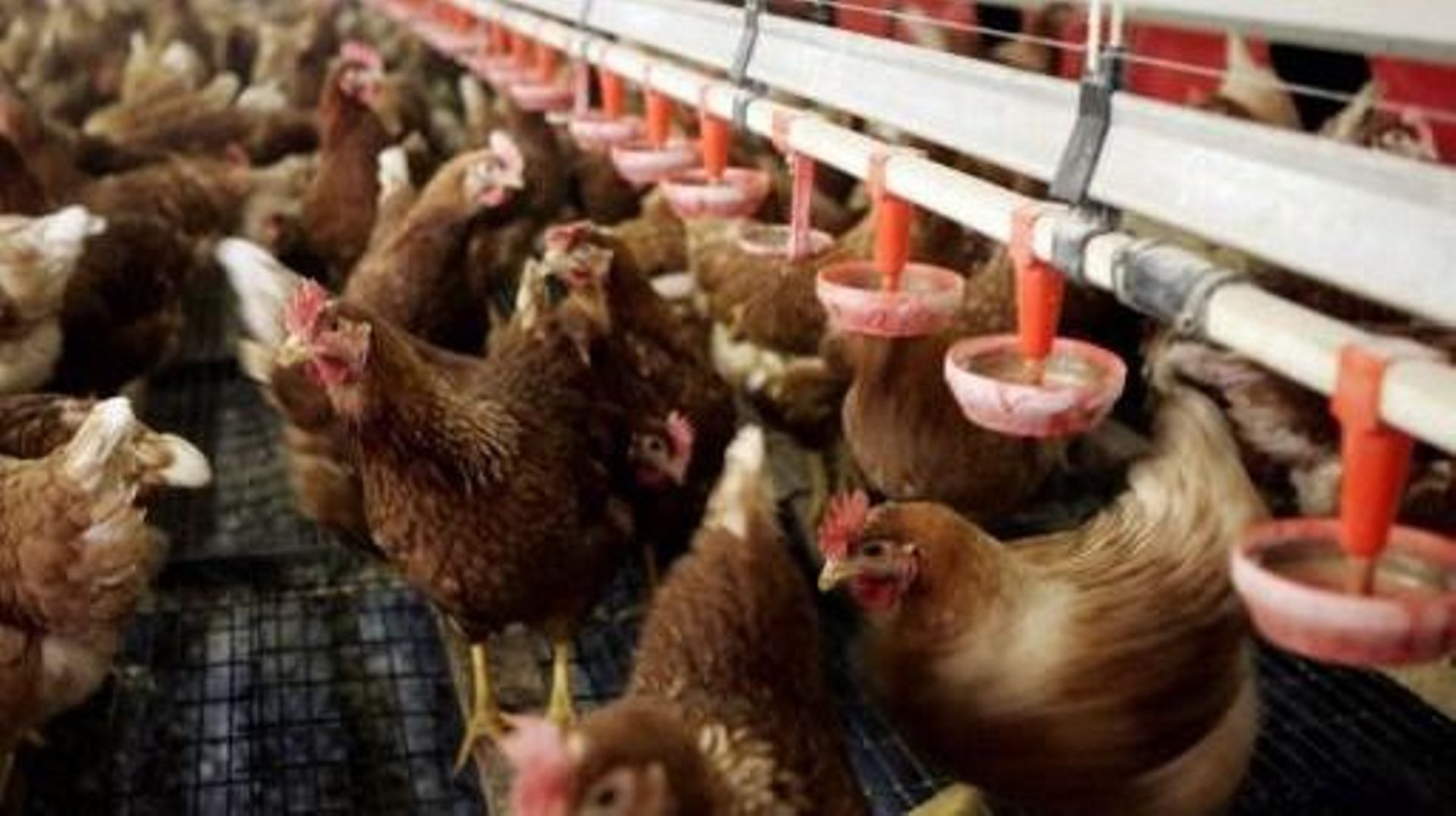 Pays-Bas : un foyer de grippe aviaire découvert dans un élevage de 300.000 volailles
