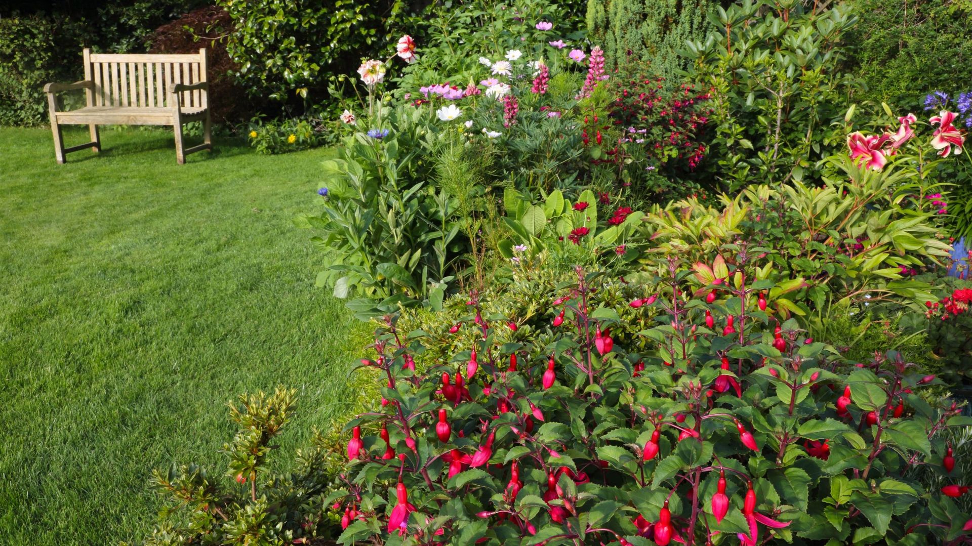 Dans un parterre, un Fuchsia de Magellan forme un buisson apportant une touche originale parmi les rosiers, les arbustes et les plantes vivaces. Prudence toutefois dans les sols argileux lourds, gorgés d’eau durant l’hiver.