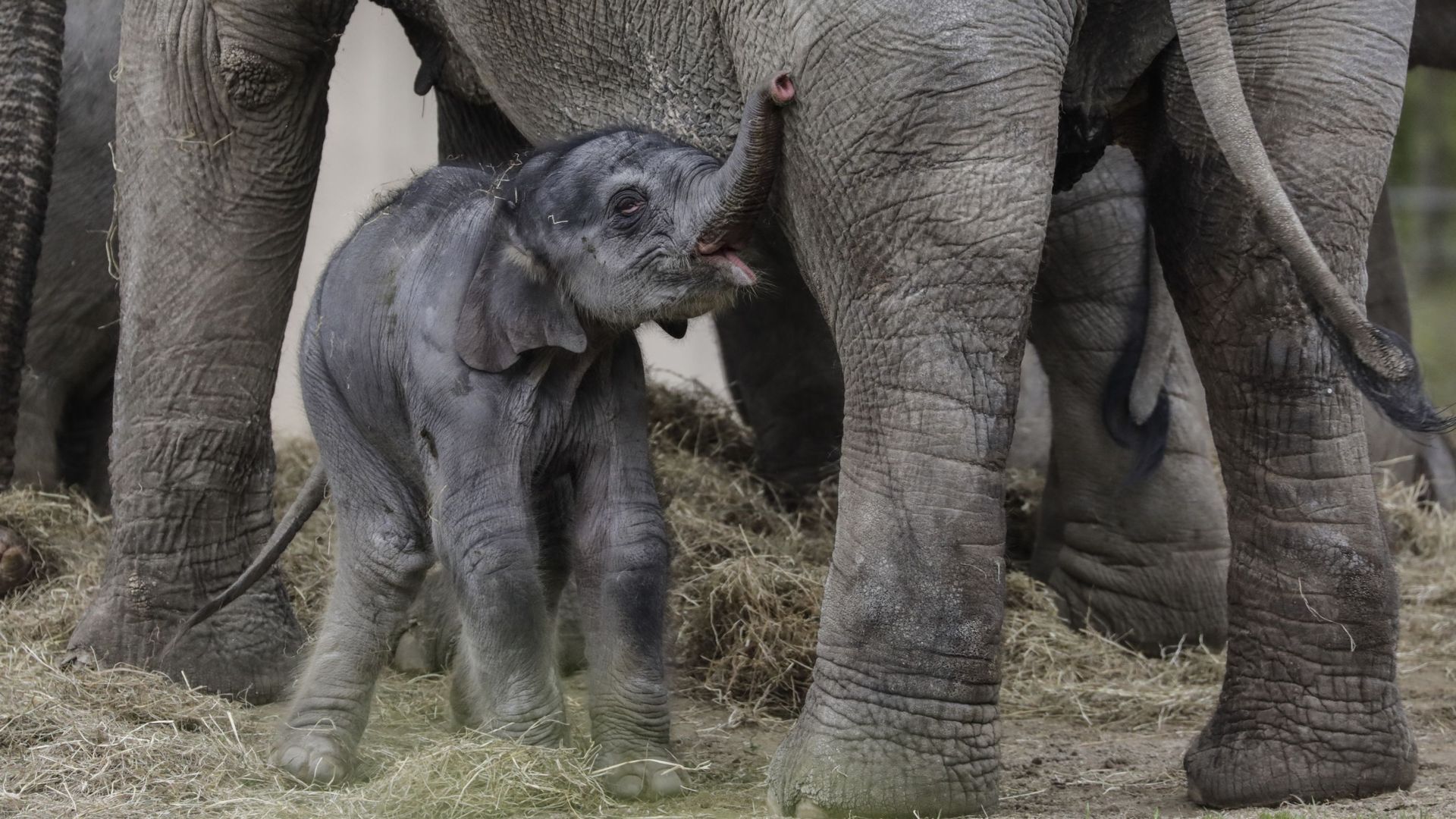 Tarzen, l'éléphanteau du zoo de Planckendael, est mort à tout juste 11 semaines