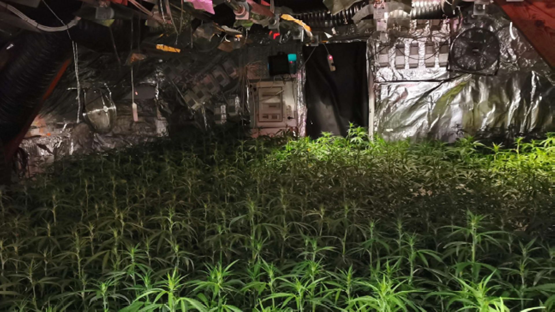 Cannabiculture