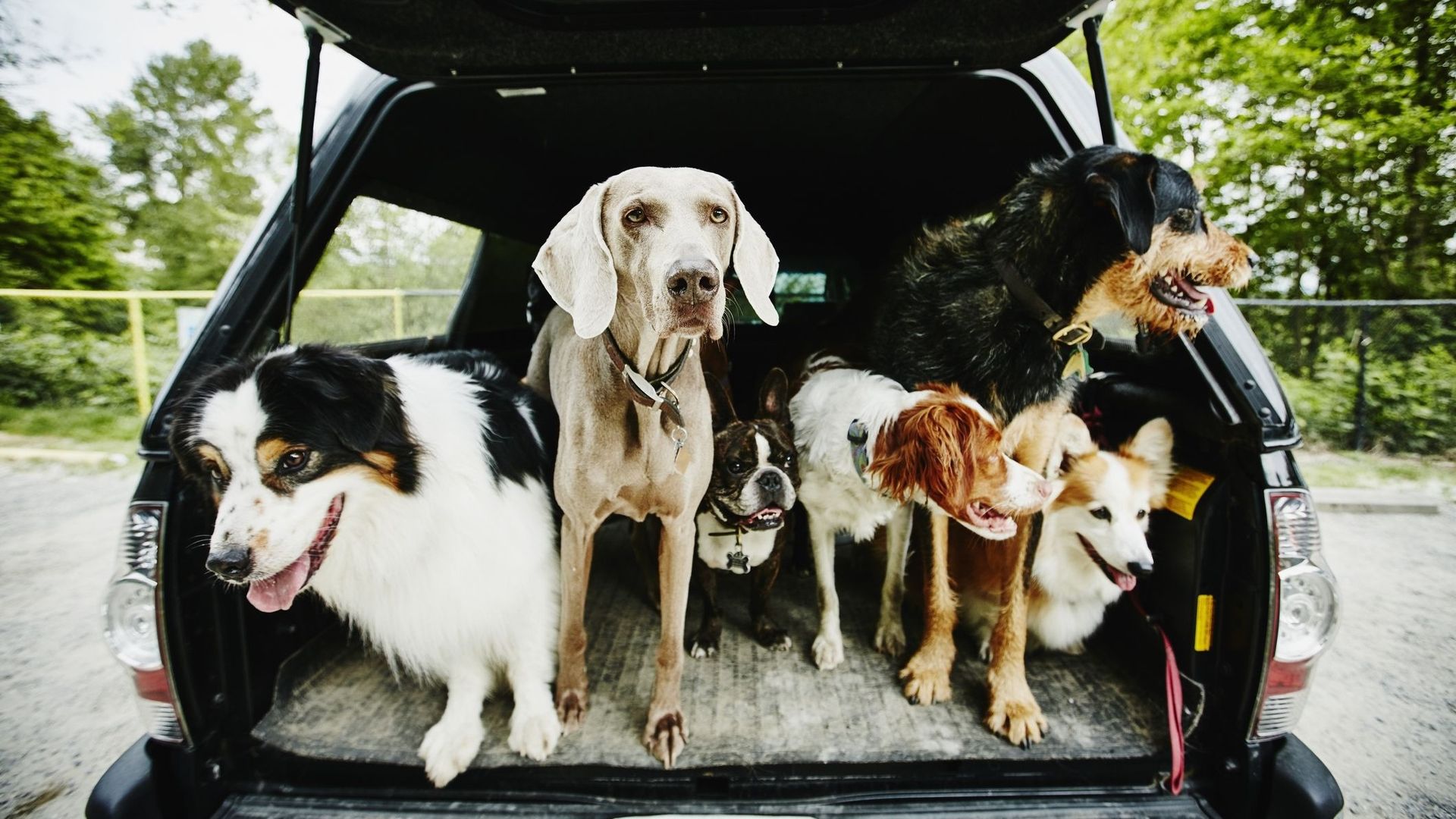 Concilier possession d'un chien et réduction du recours à la voiture.