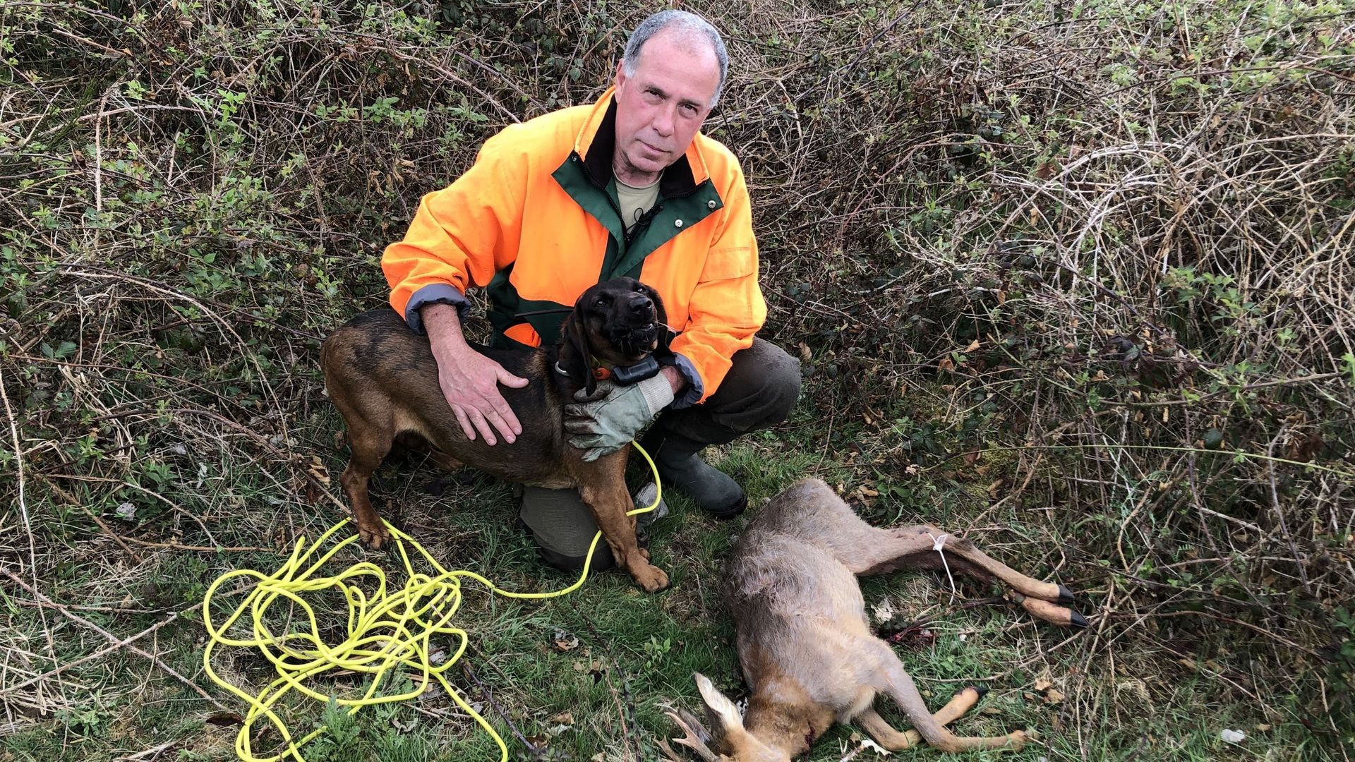 La recherche de gibier bless est obligatoire pour les chasseurs